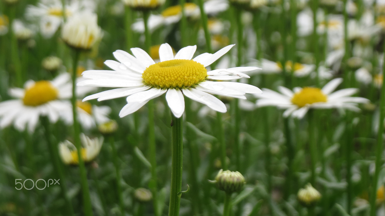 Canon PowerShot ELPH 530 HS (IXUS 510 HS / IXY 1) sample photo. Daisies standing tall photography