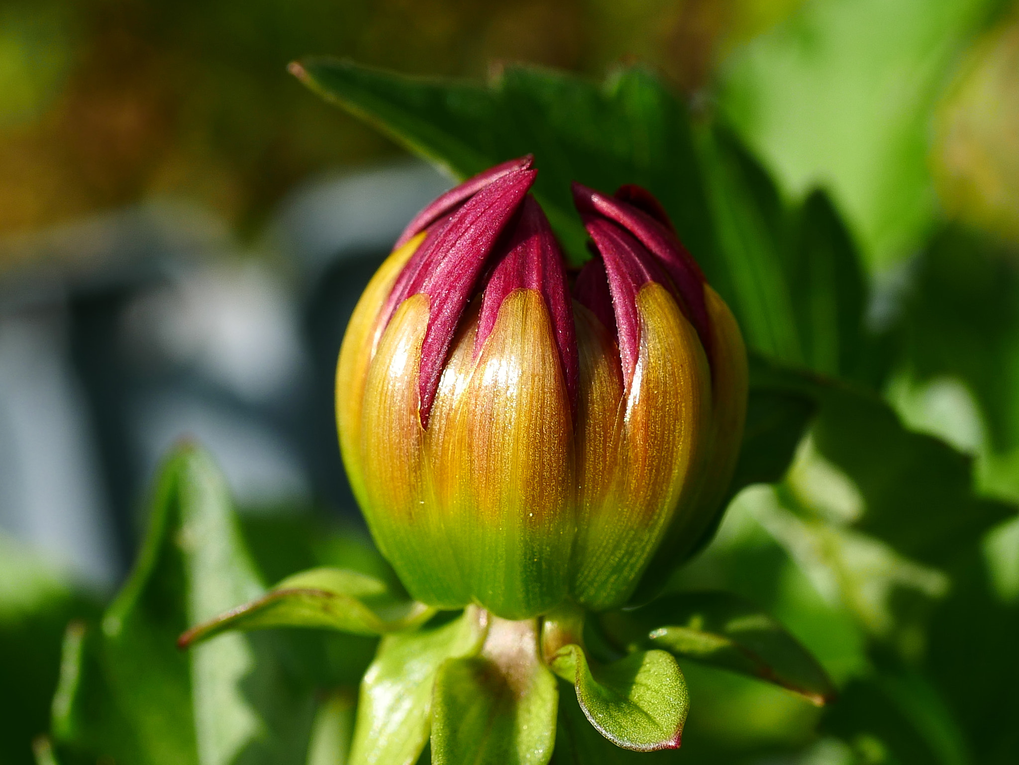 Panasonic Lumix G Macro 30mm F2.8 ASPH Mega OIS sample photo. En bouton photography