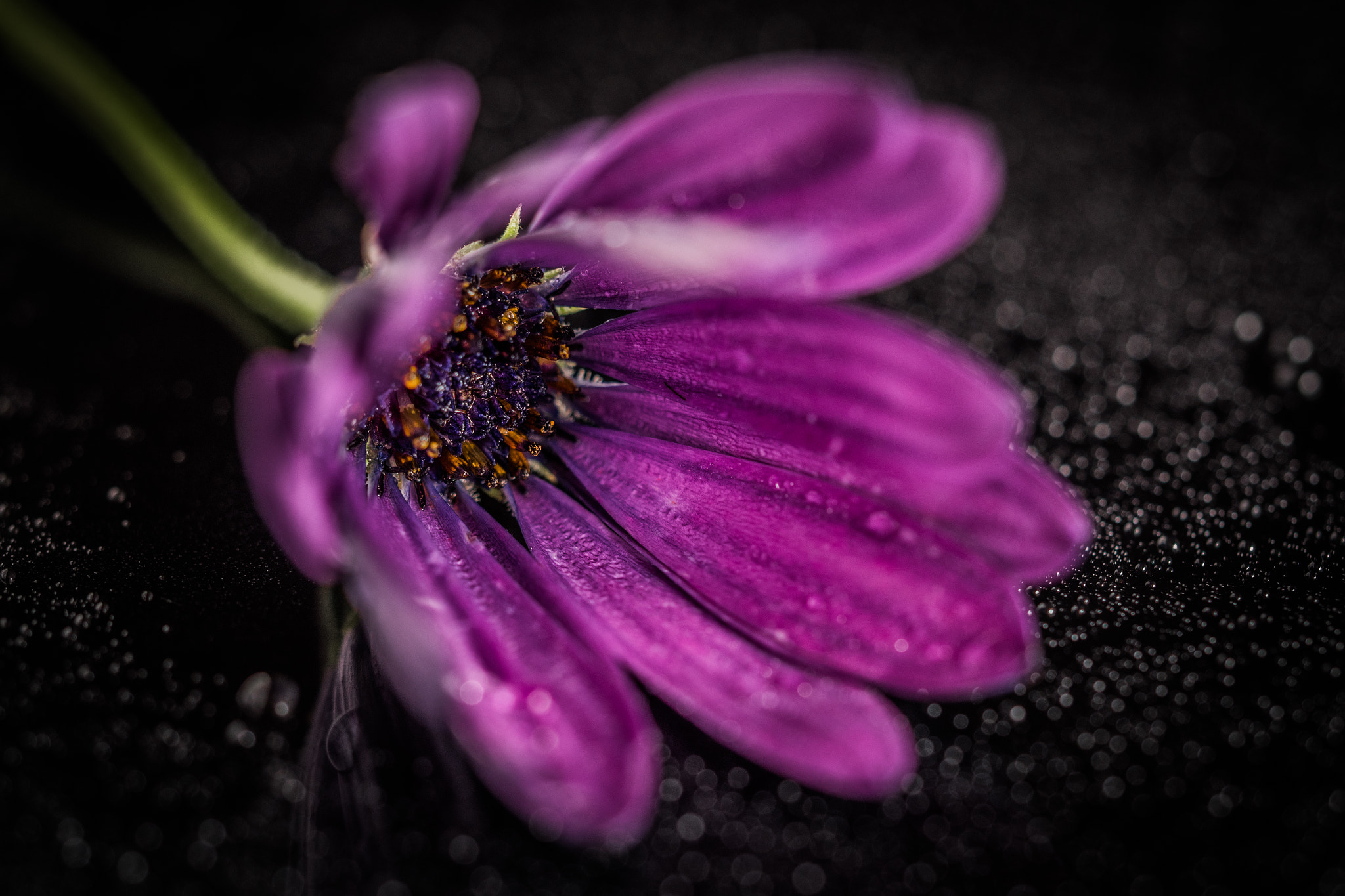 Olympus M.Zuiko Digital ED 60mm F2.8 Macro sample photo. Crying flowers photography