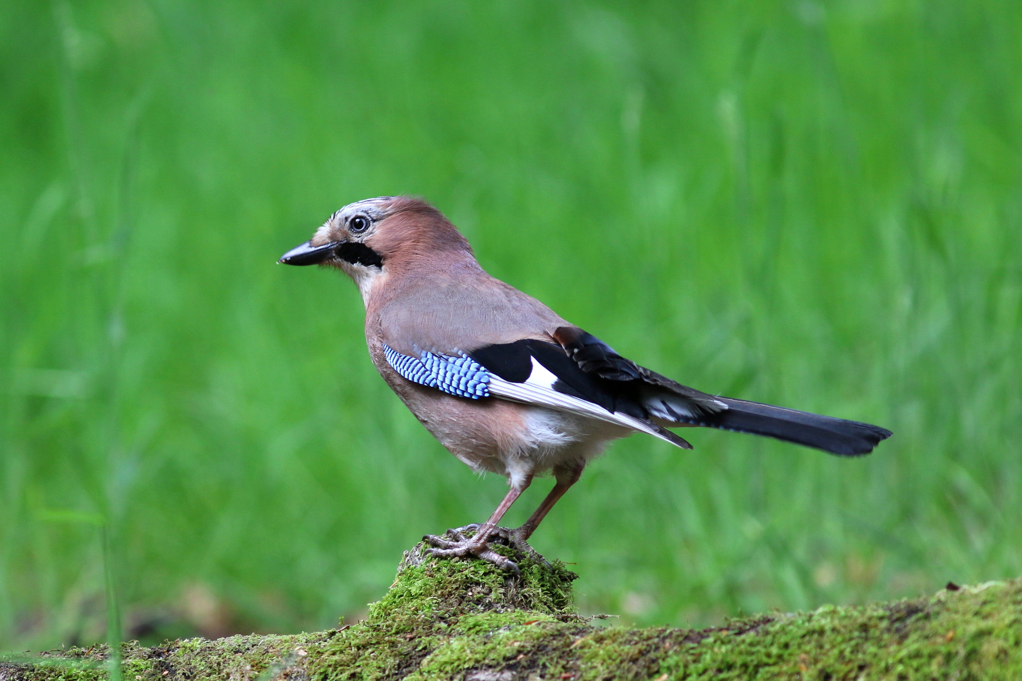 Canon EF 300mm F4L IS USM sample photo. Jay photography