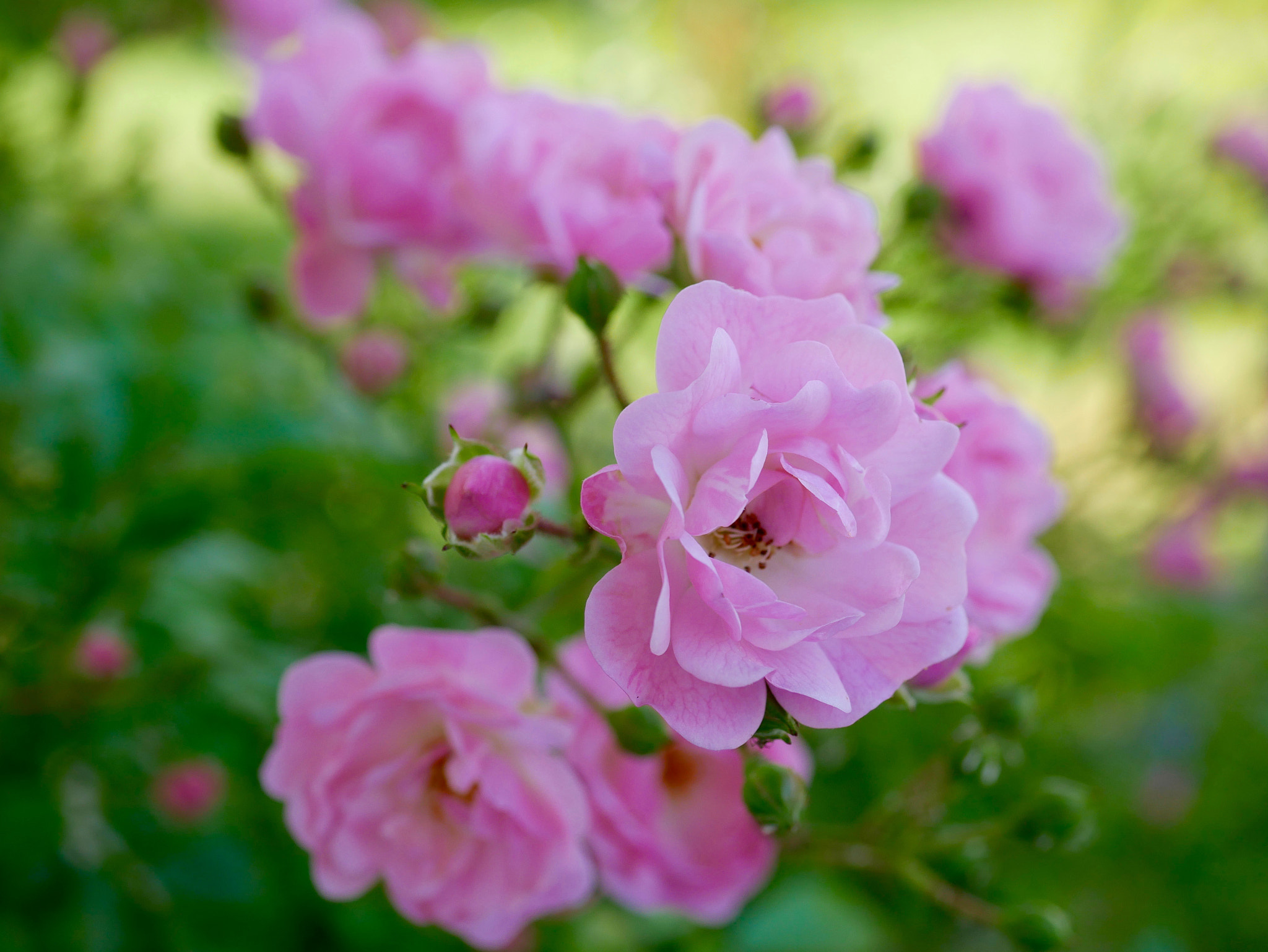 Panasonic Lumix G Macro 30mm F2.8 ASPH Mega OIS sample photo. Belles... photography