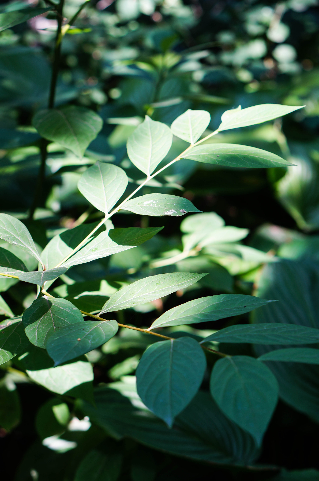 Sony Alpha NEX-5T + E 50mm F1.8 OSS sample photo. Leaves photography
