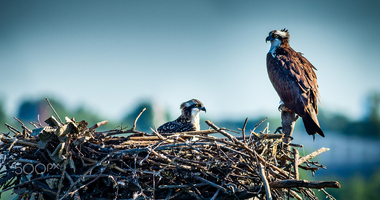 Canon EOS 80D + Canon EF 400mm F5.6L USM sample photo. Osprey's nest photography