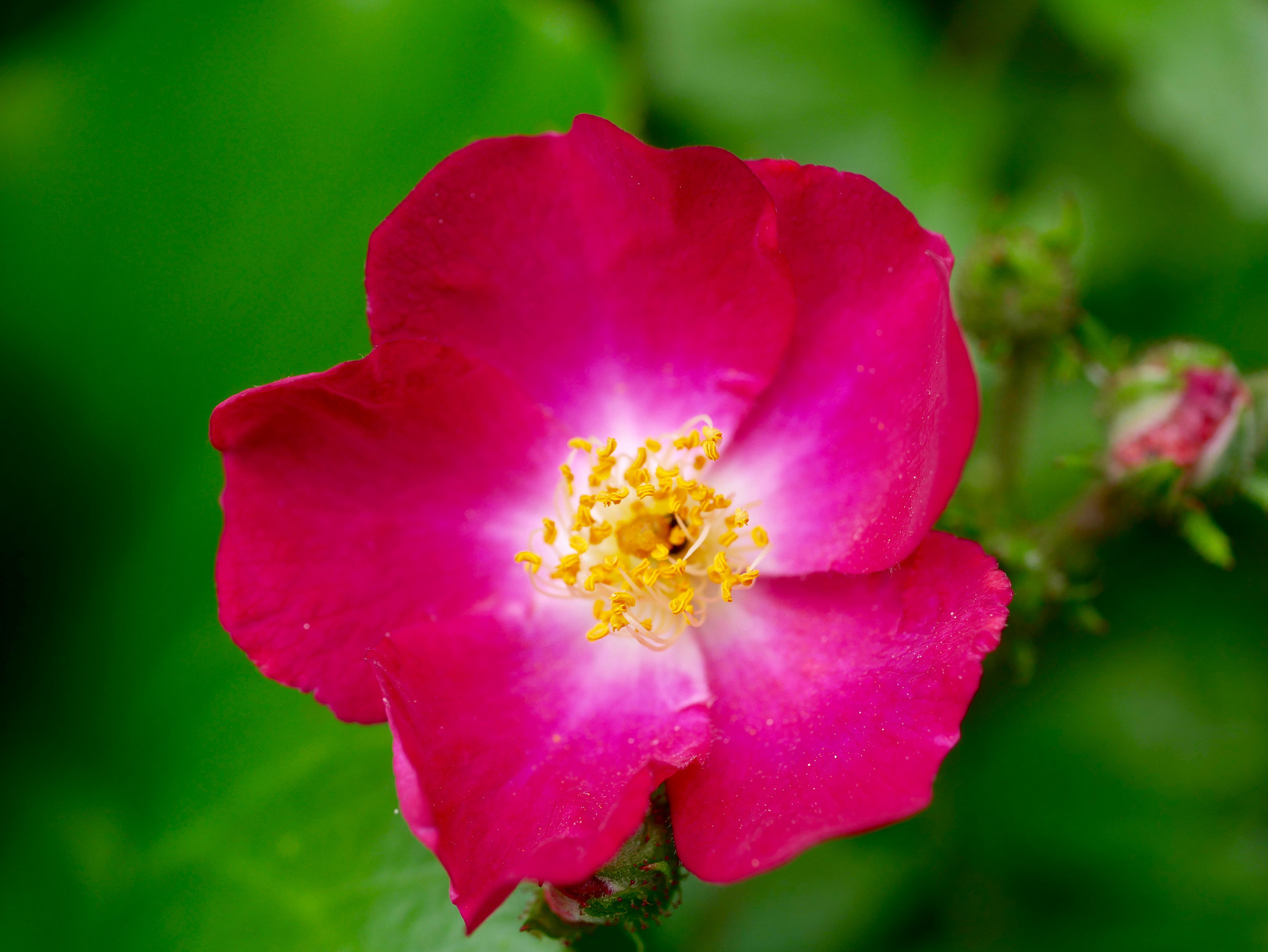 Panasonic Lumix G Macro 30mm F2.8 ASPH Mega OIS sample photo. Au coeur multiple... photography