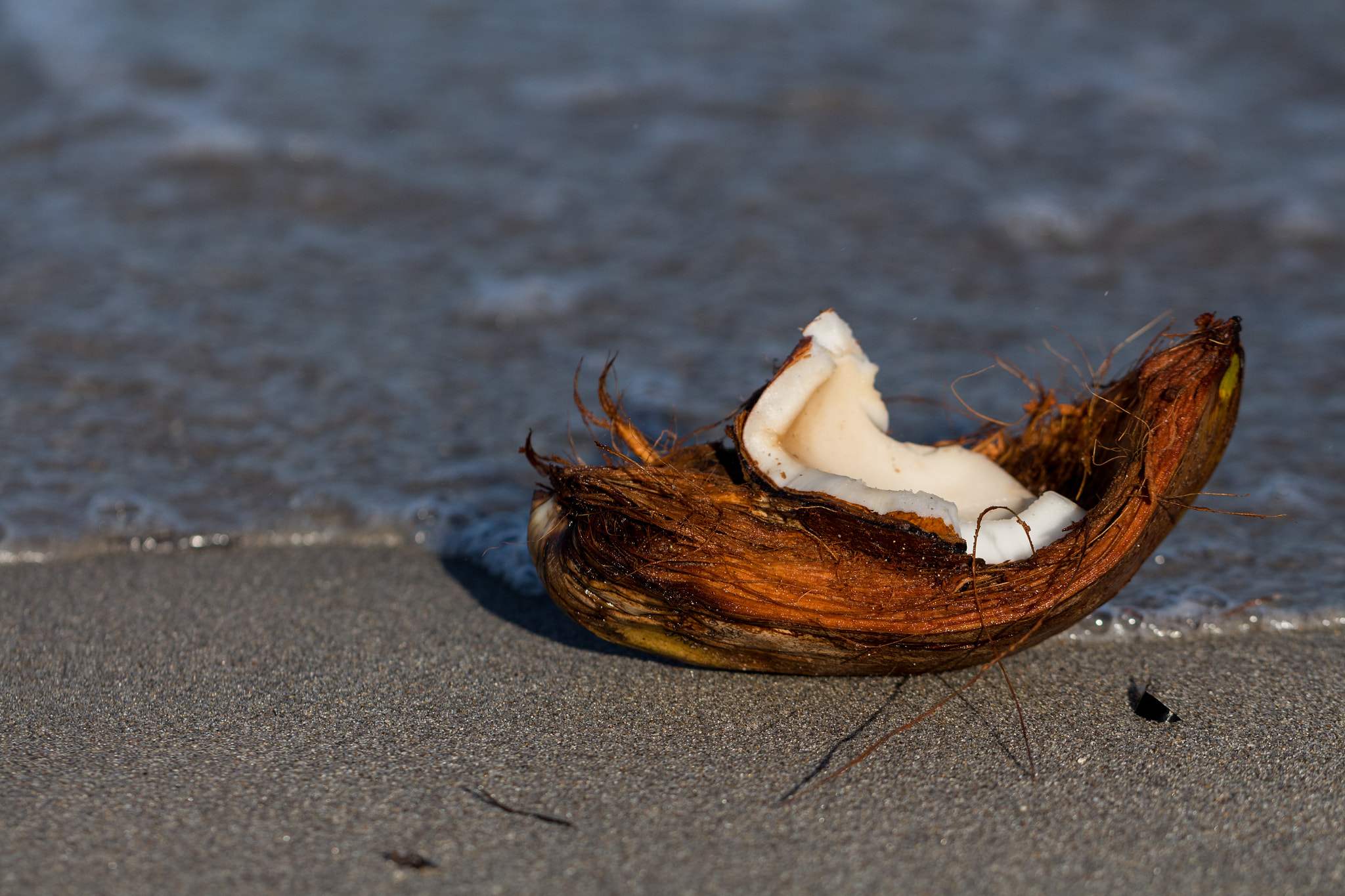 Canon EF 100mm F2.8L Macro IS USM sample photo. Coconut photography