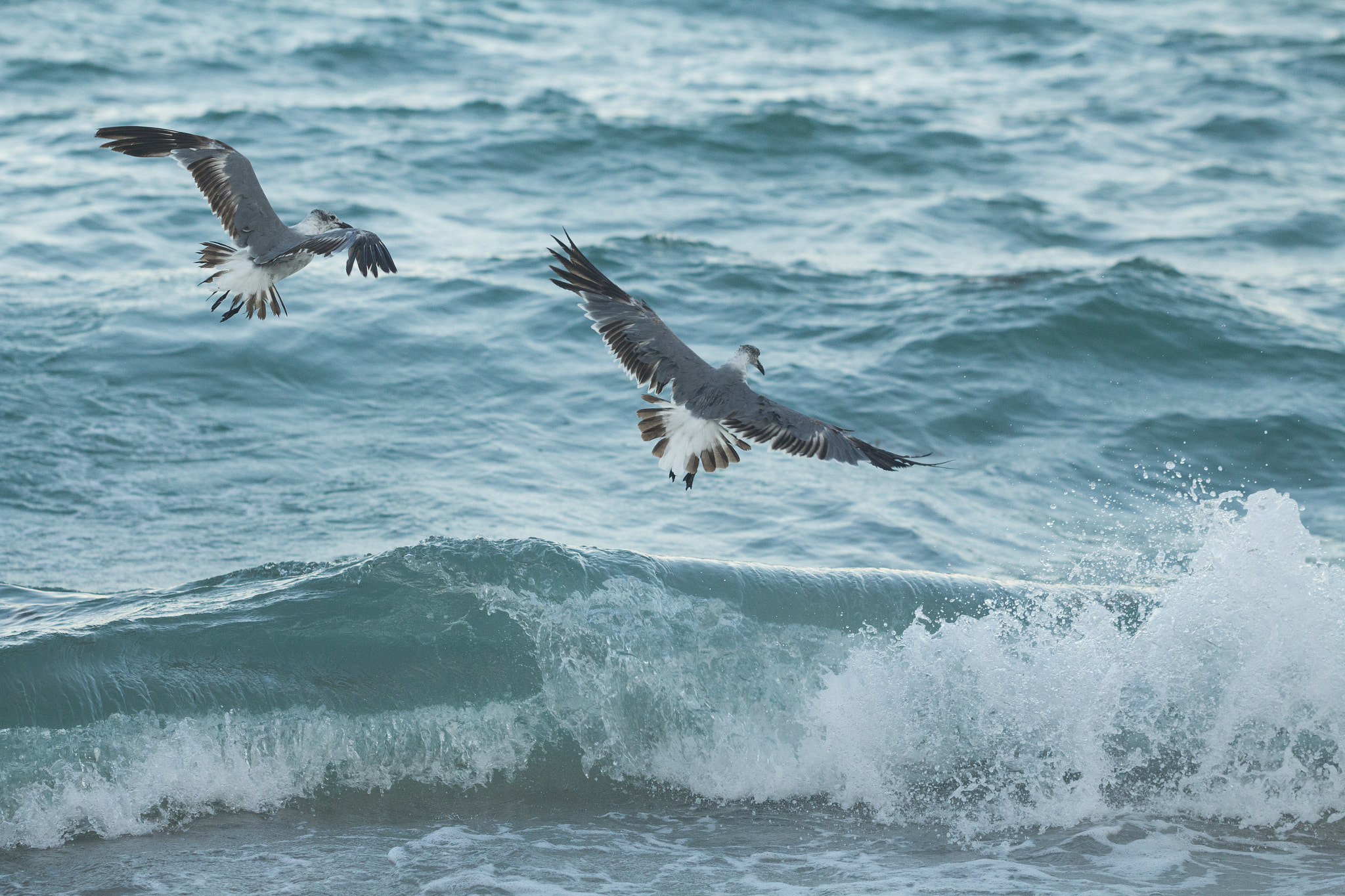Canon EF 100mm F2.8L Macro IS USM sample photo. Seagulls hunting photography