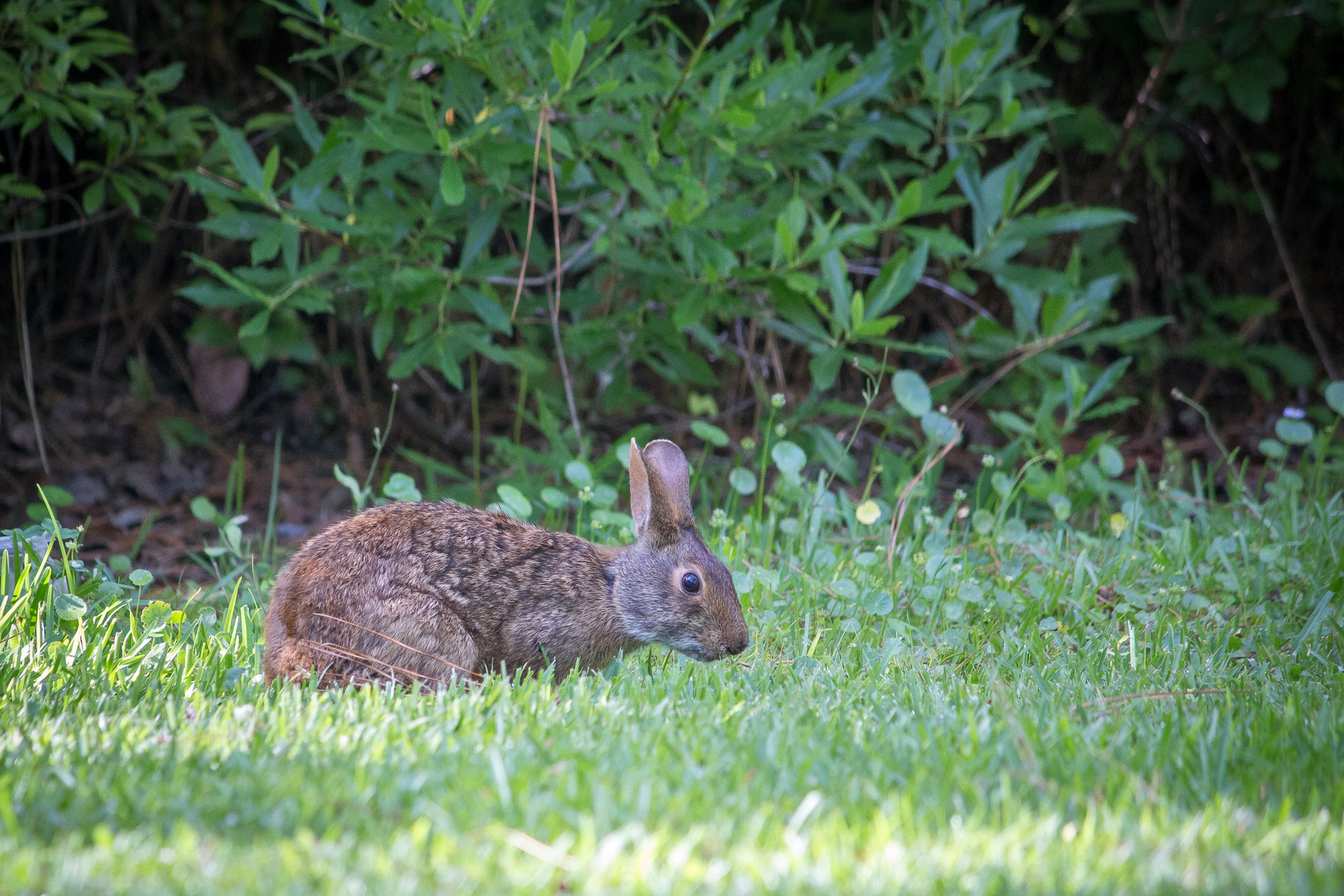 Canon EOS 100D (EOS Rebel SL1 / EOS Kiss X7) sample photo. Hare | rocky point | nc photography