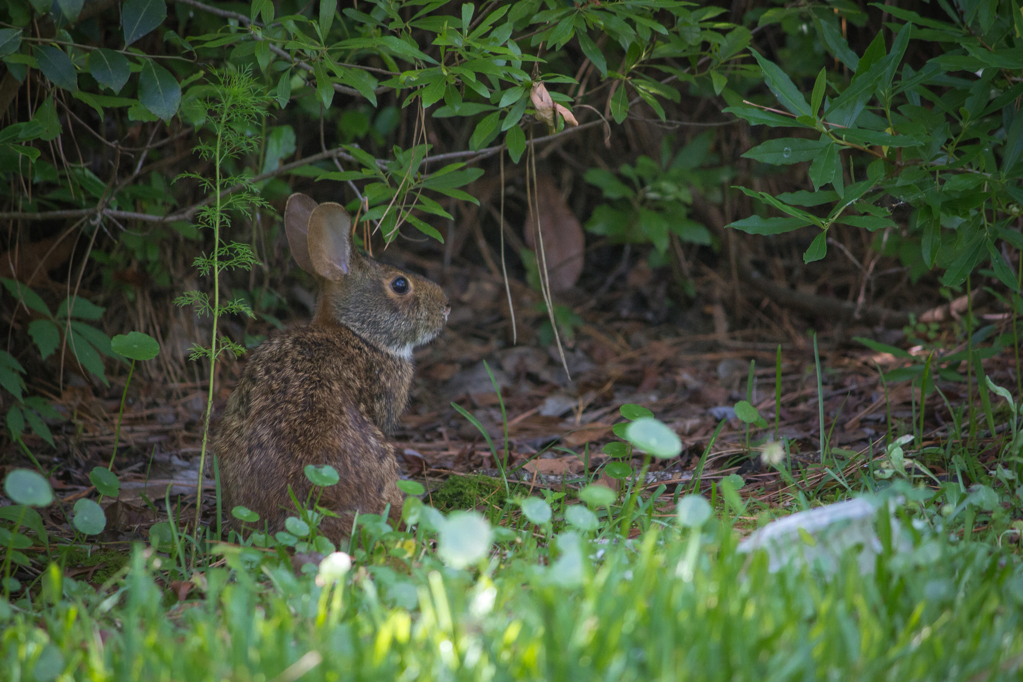 Canon EOS 100D (EOS Rebel SL1 / EOS Kiss X7) sample photo. Hare | rocky point | nc photography