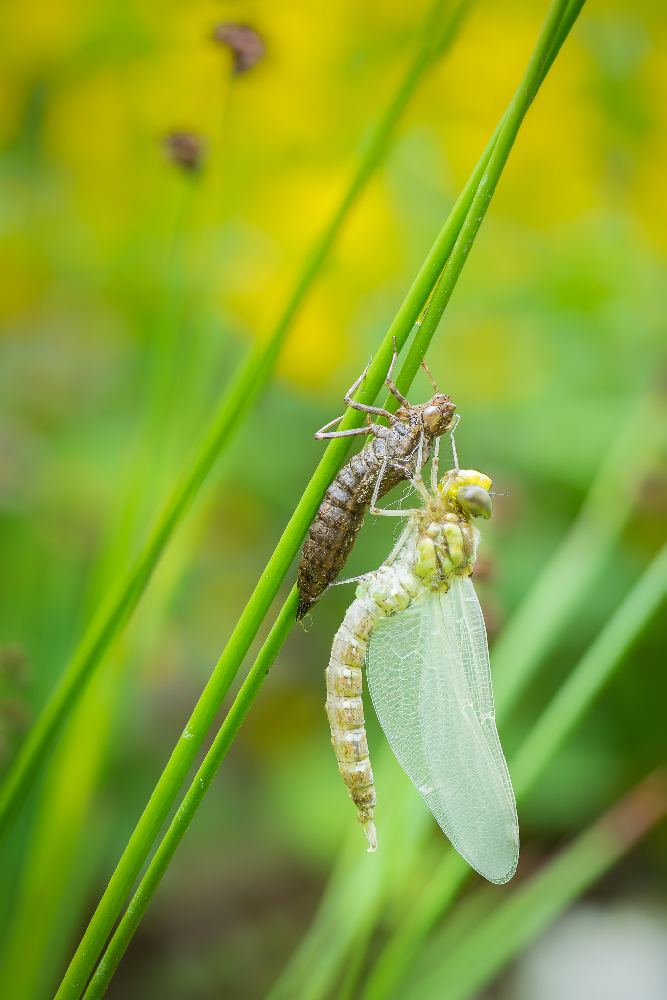 100mm F2.8 G SSM OSS sample photo. Newborn dragon photography