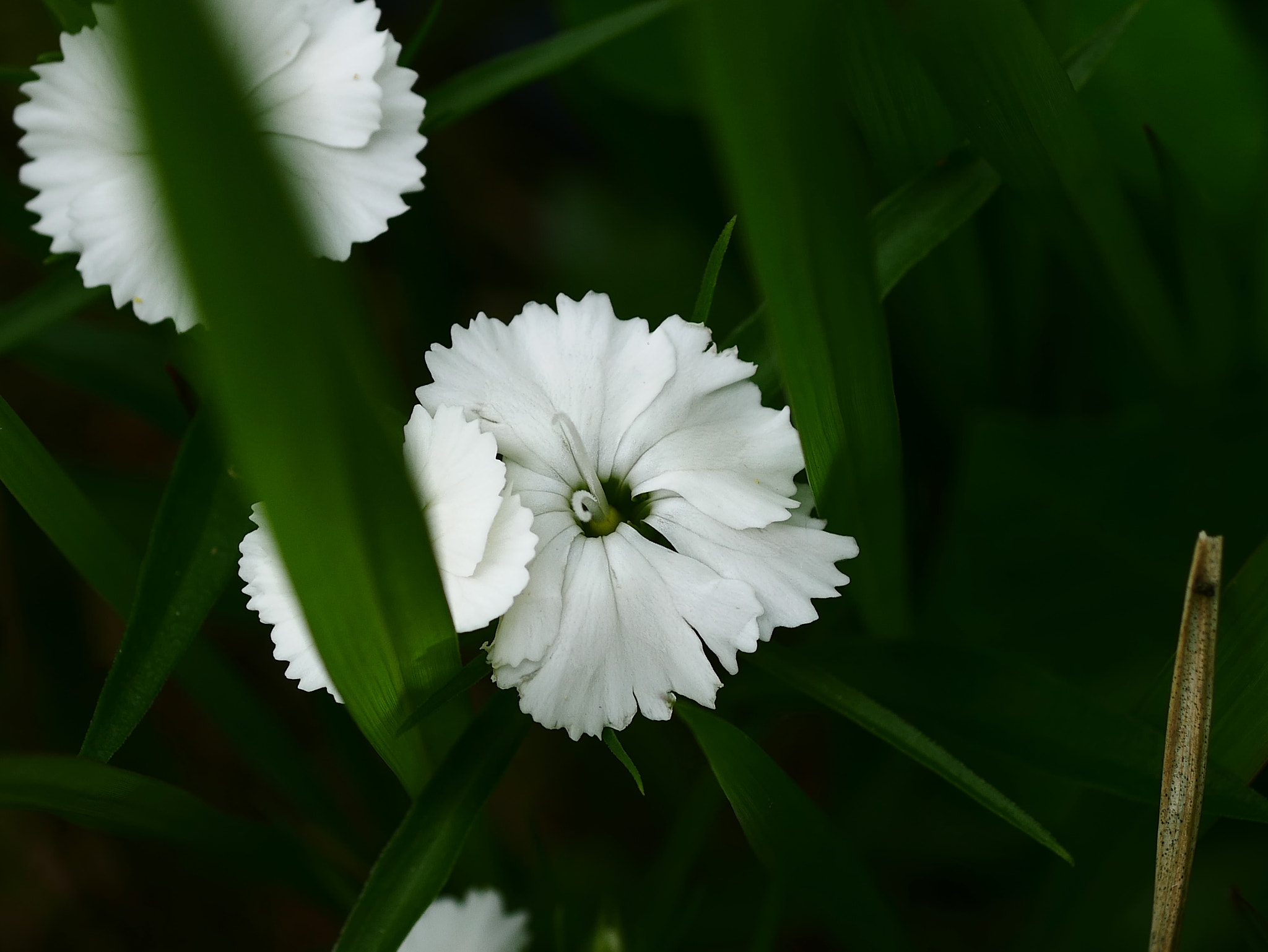 Panasonic Lumix G Macro 30mm F2.8 ASPH Mega OIS sample photo. La blancheur qu'ont croyait éternelle. photography
