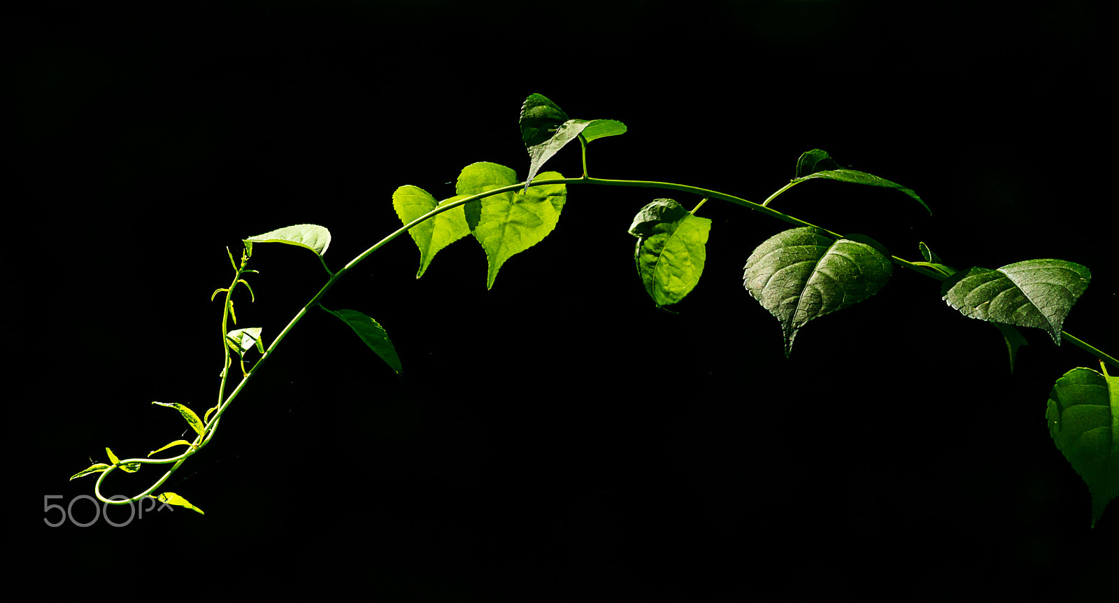 Canon EOS 80D + Canon EF 400mm F5.6L USM sample photo. Leaves photography