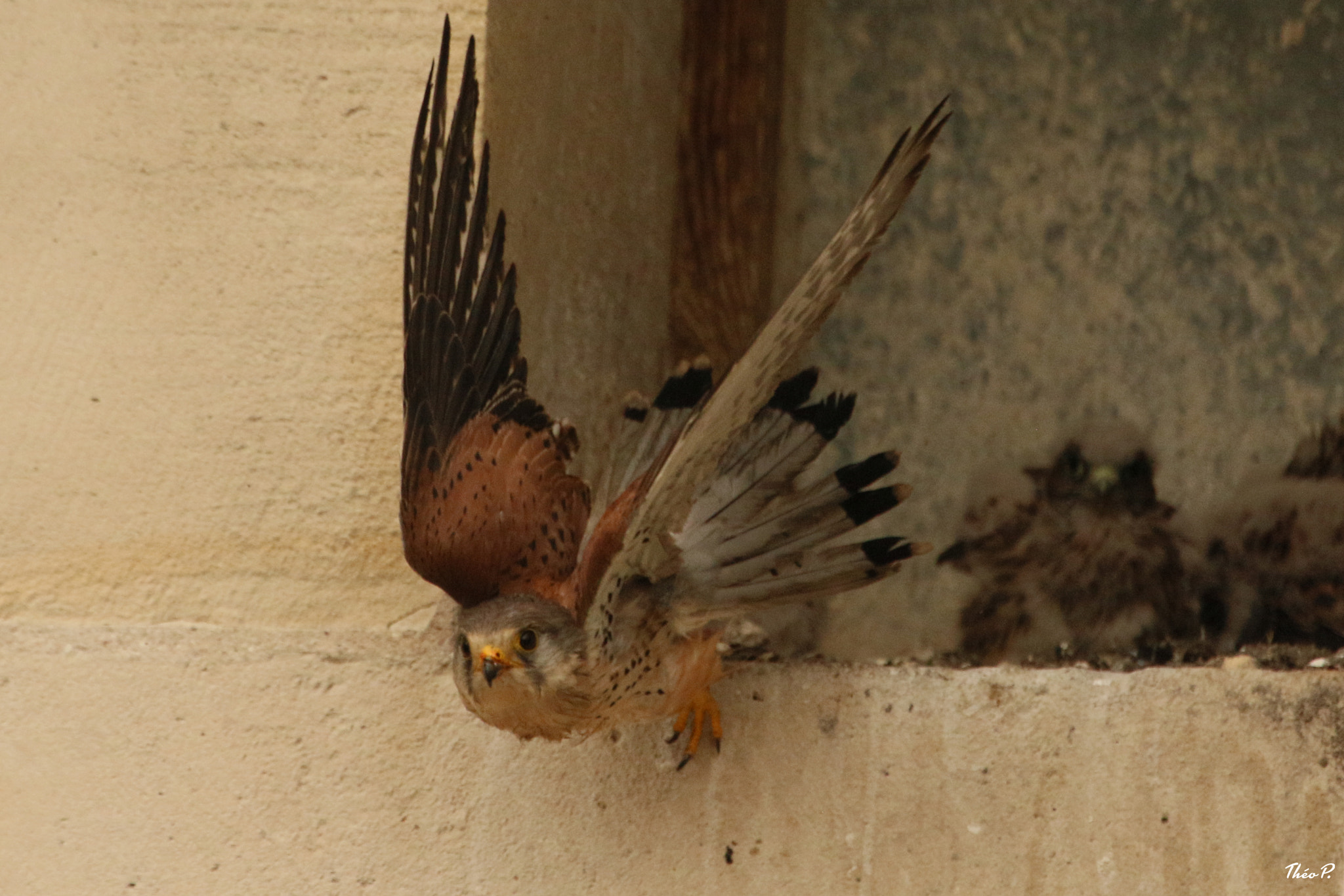 Canon EF 300mm F2.8L IS USM sample photo. Kestrel / faucon crécerelle photography