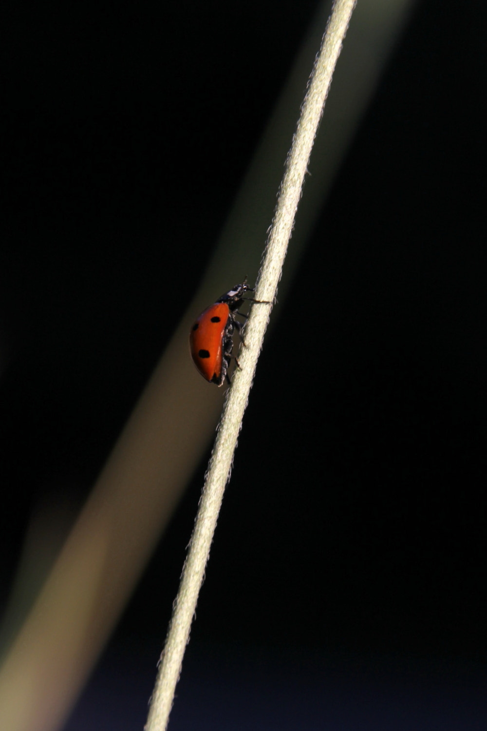 Canon EOS 60D + Canon 18-270mm sample photo. Mis fotos () photography