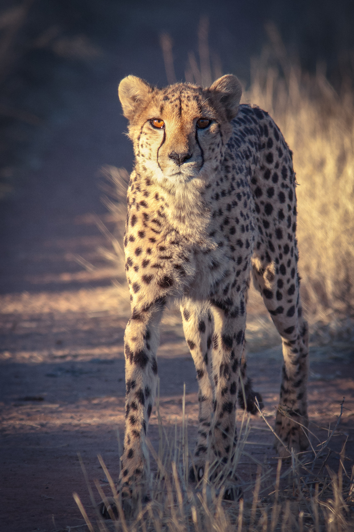 Canon EOS 40D + Canon EF 300mm F4L IS USM sample photo. Cheetah photography