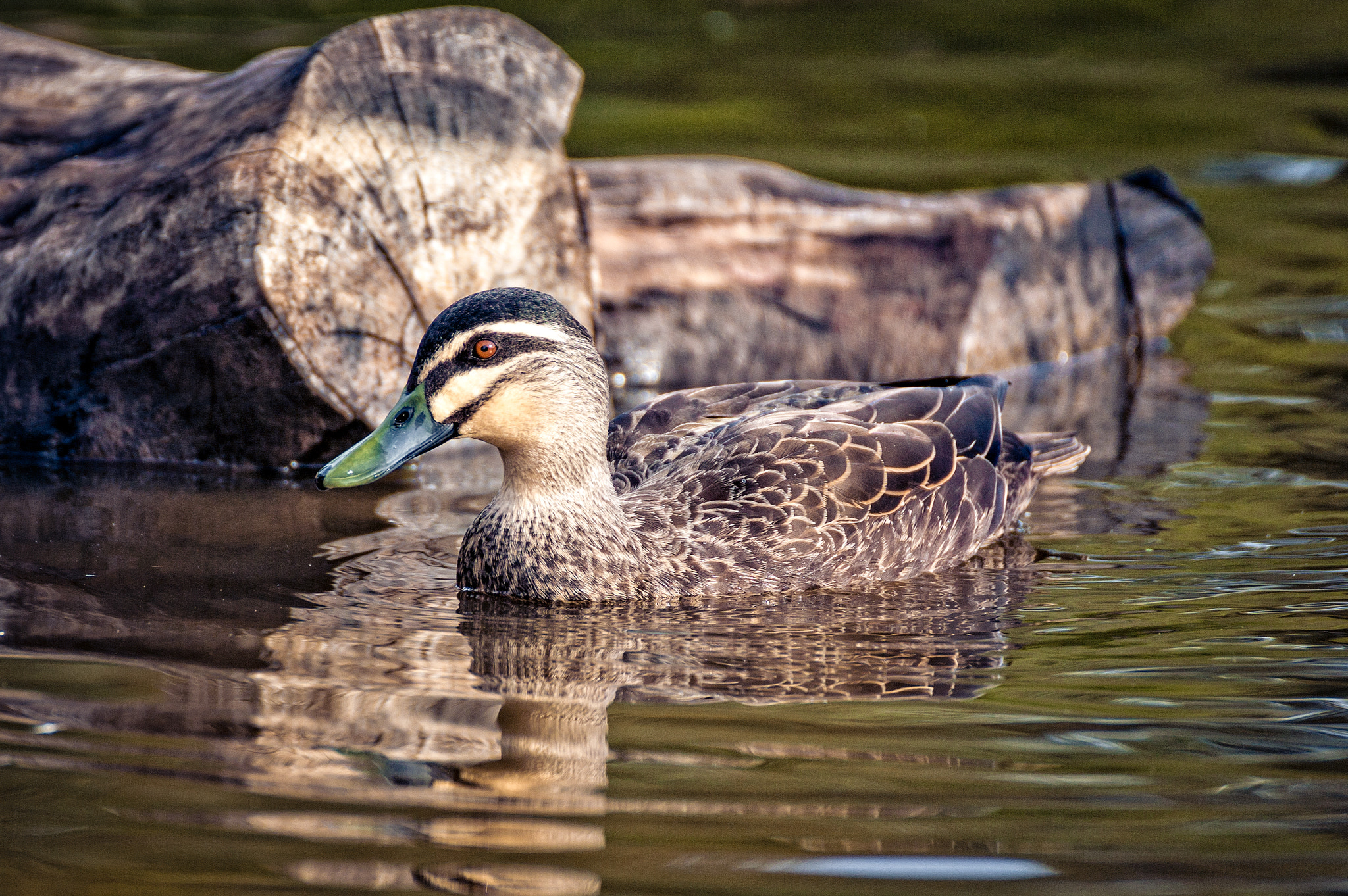 Canon EOS 5D + Tamron SP 70-300mm F4-5.6 Di VC USD sample photo. Camouflage duck photography
