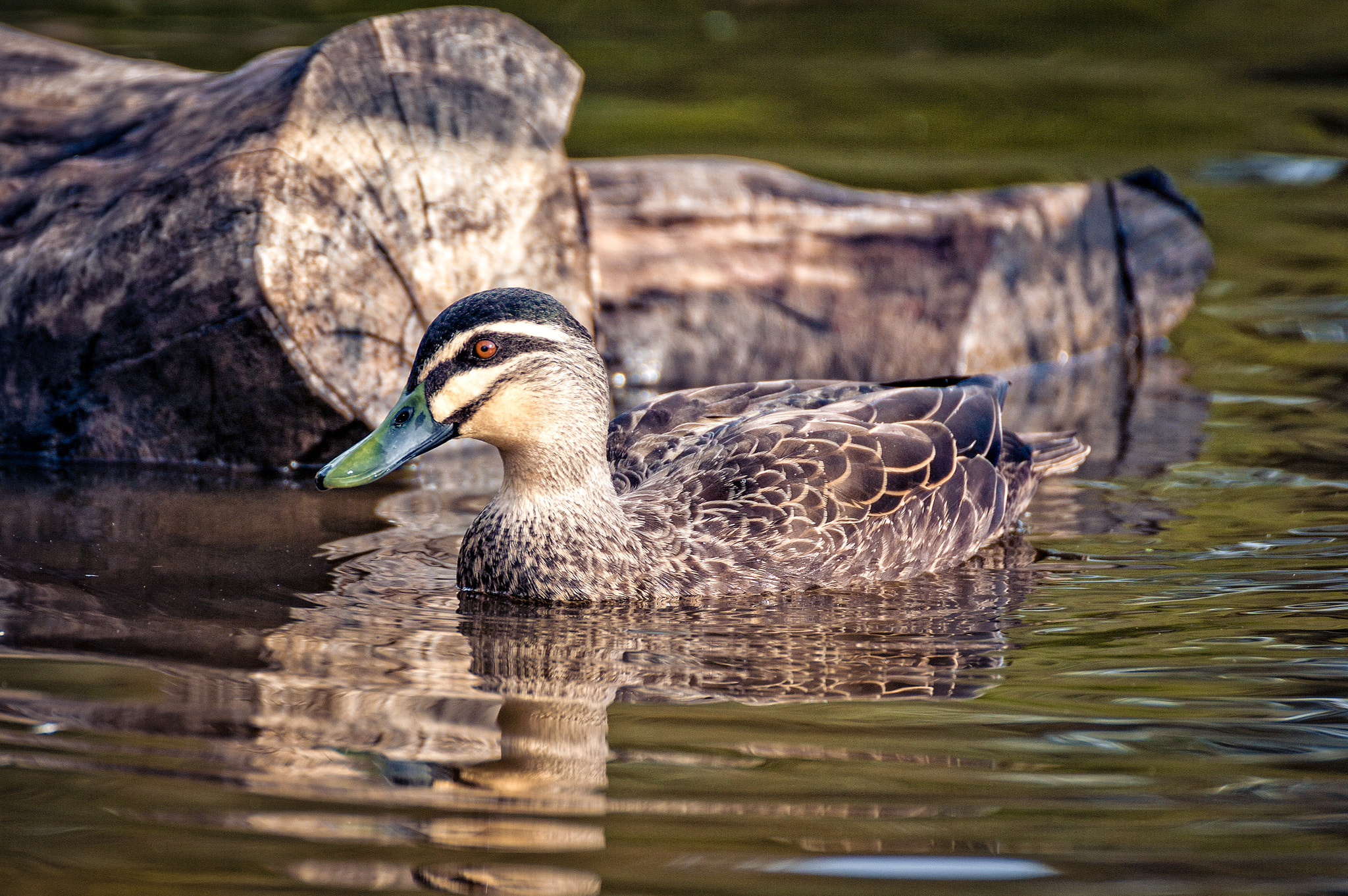 Canon EOS 5D sample photo. Camouflage duck photography