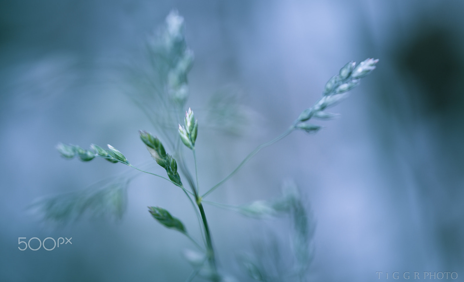 Samsung NX30 + Samsung NX 60mm F2.8 Macro ED OIS SSA sample photo. Sing me to sleep photography