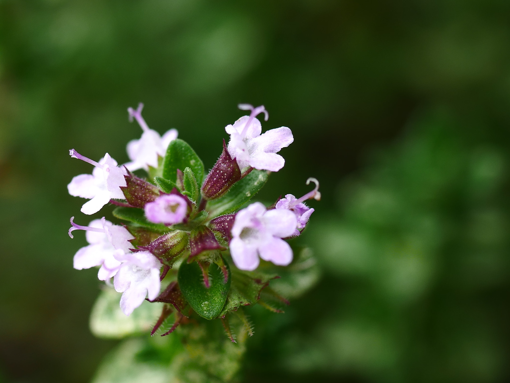 Panasonic DMC-G70 + Panasonic Lumix G Macro 30mm F2.8 ASPH Mega OIS sample photo. Fleurs de thym photography