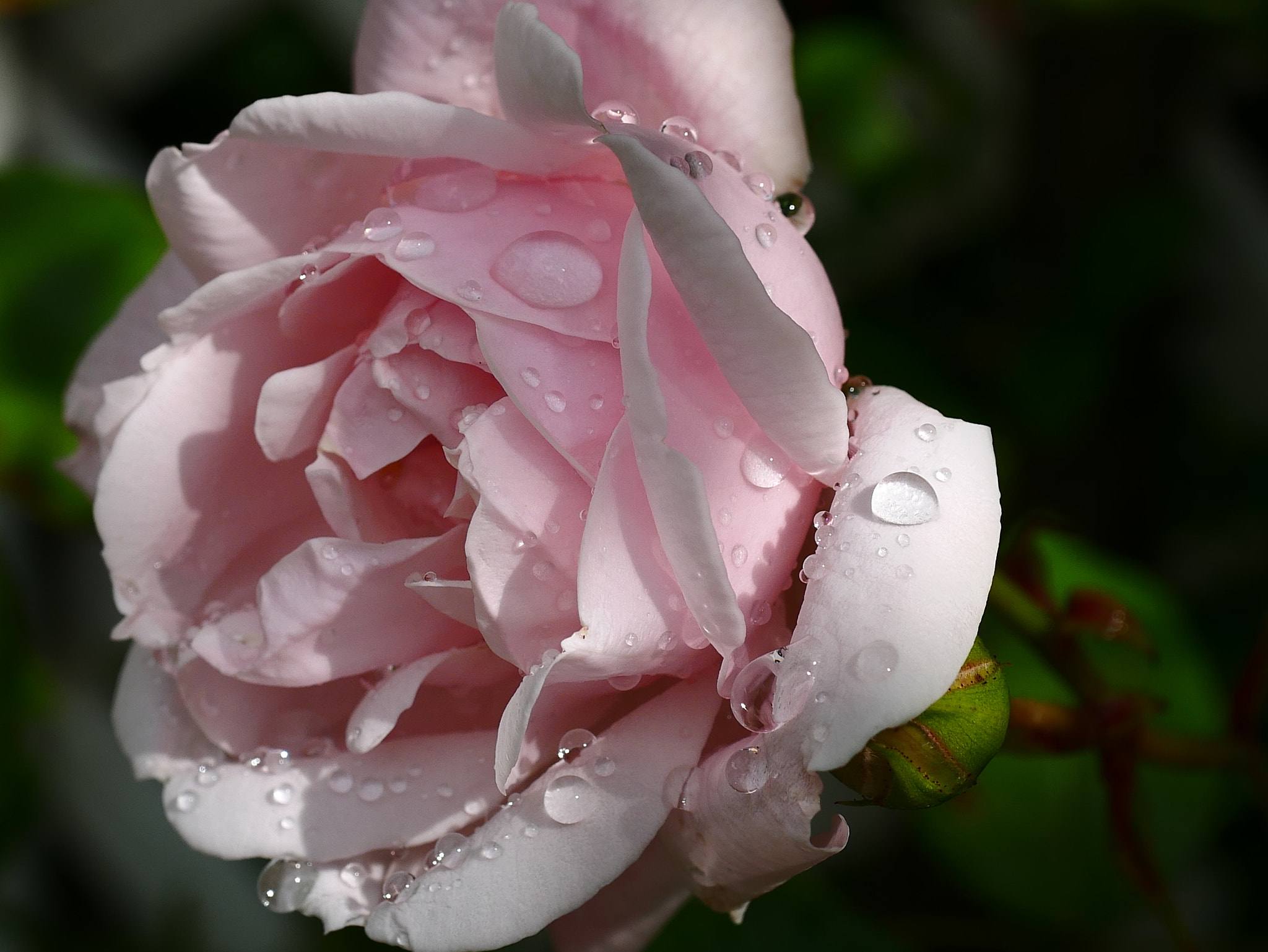 Panasonic DMC-G70 + Panasonic Lumix G Macro 30mm F2.8 ASPH Mega OIS sample photo. Pour changer la pluie encore... photography