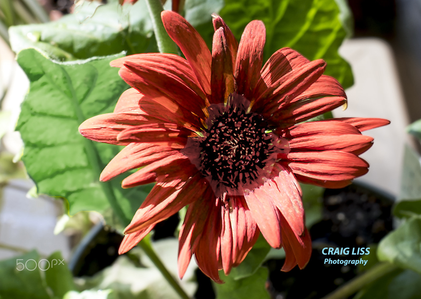 ZEISS Planar T* 50mm F1.4 sample photo. Daisy in full bloom photography