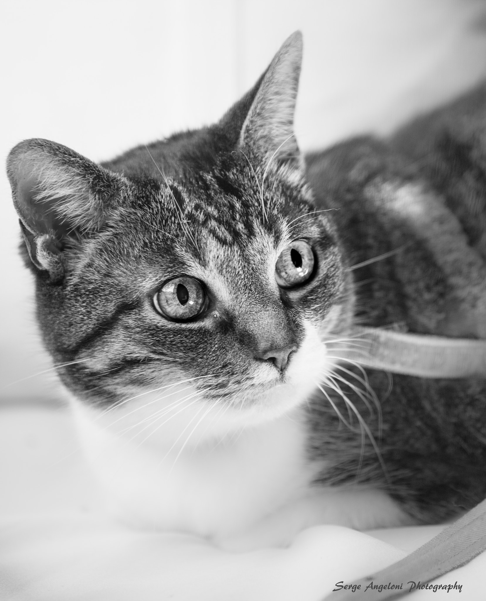 Canon EOS-1Ds Mark III sample photo. Grisette photography