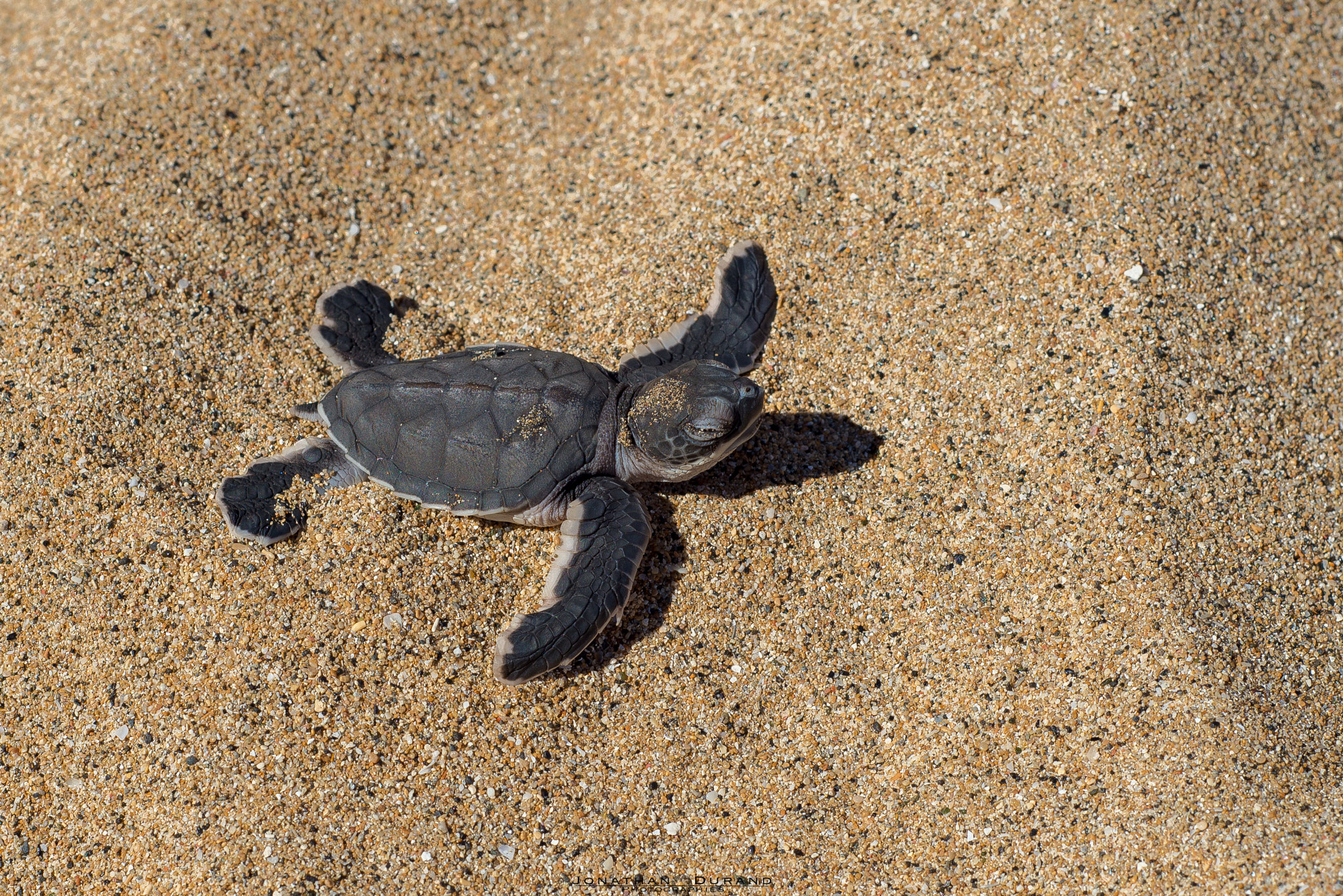 Nikon D600 + AF Nikkor 50mm f/1.8 sample photo. Baby turtle trying to reach the sea, mayotte islan photography