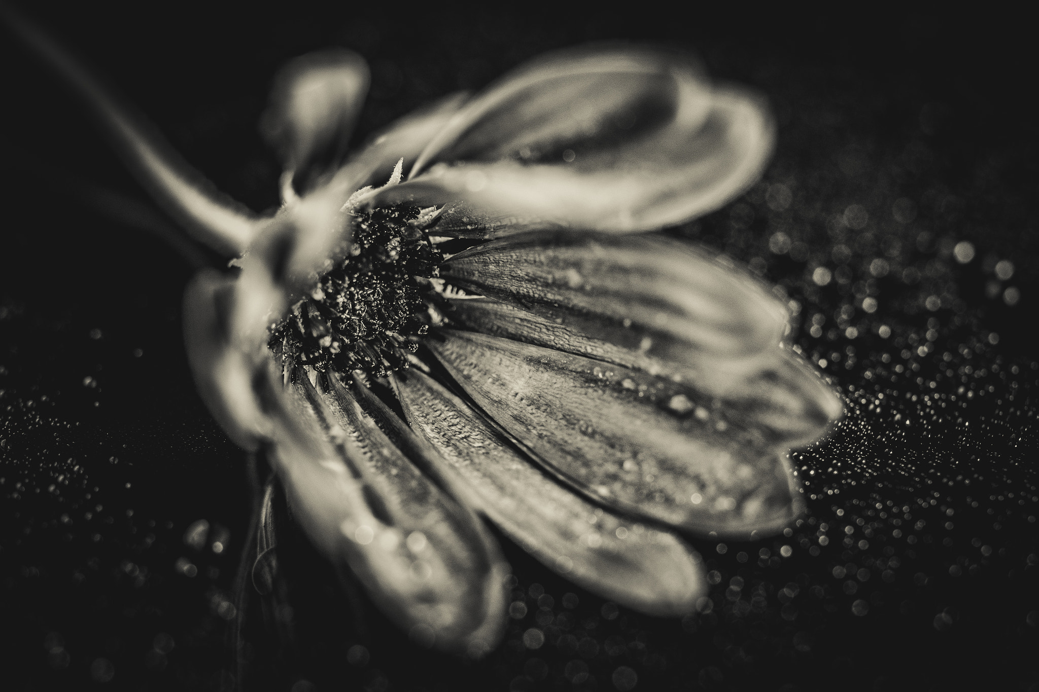 Olympus M.Zuiko Digital ED 60mm F2.8 Macro sample photo. Crying flowers #2 photography