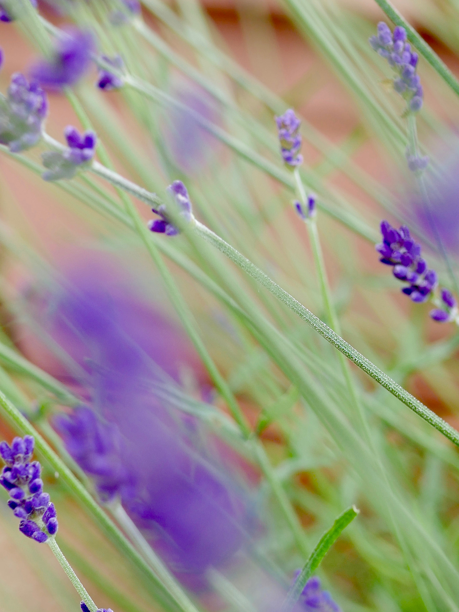 Panasonic Lumix G Macro 30mm F2.8 ASPH Mega OIS sample photo. Dans le vent... photography