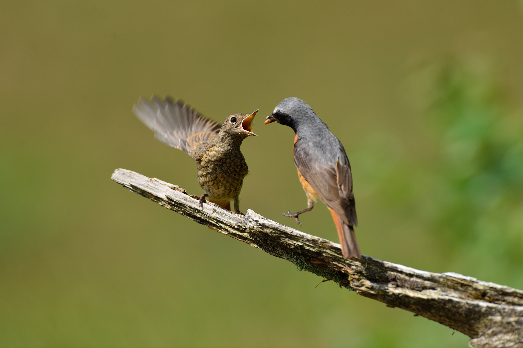 AF-S Nikkor 600mm f/4D IF-ED sample photo. Gekraagde roodstaarten photography