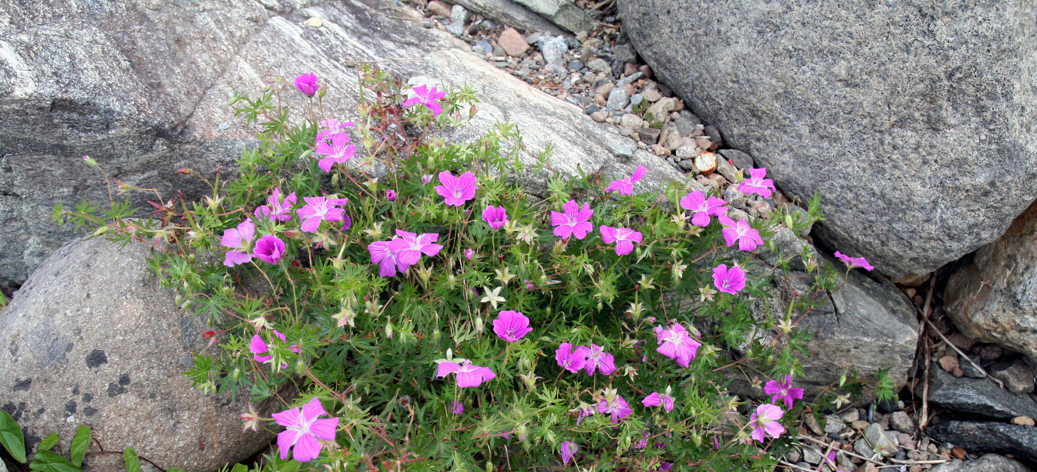 Canon EOS 400D (EOS Digital Rebel XTi / EOS Kiss Digital X) sample photo. Rocks and flowers photography