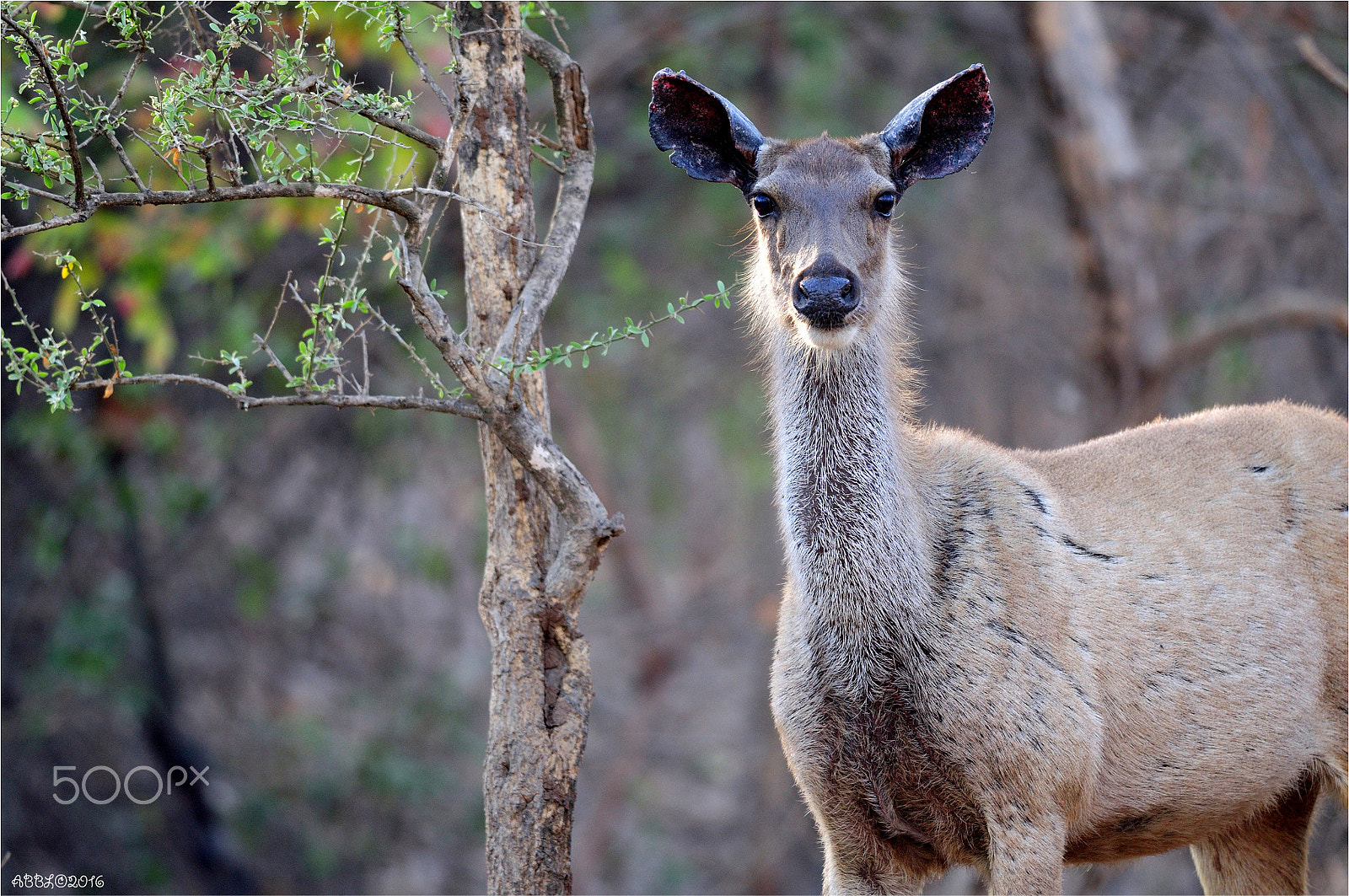 Nikon D90 + Nikon AF-S Nikkor 300mm F4D ED-IF sample photo. Indian sambar:walking  in the bush photography