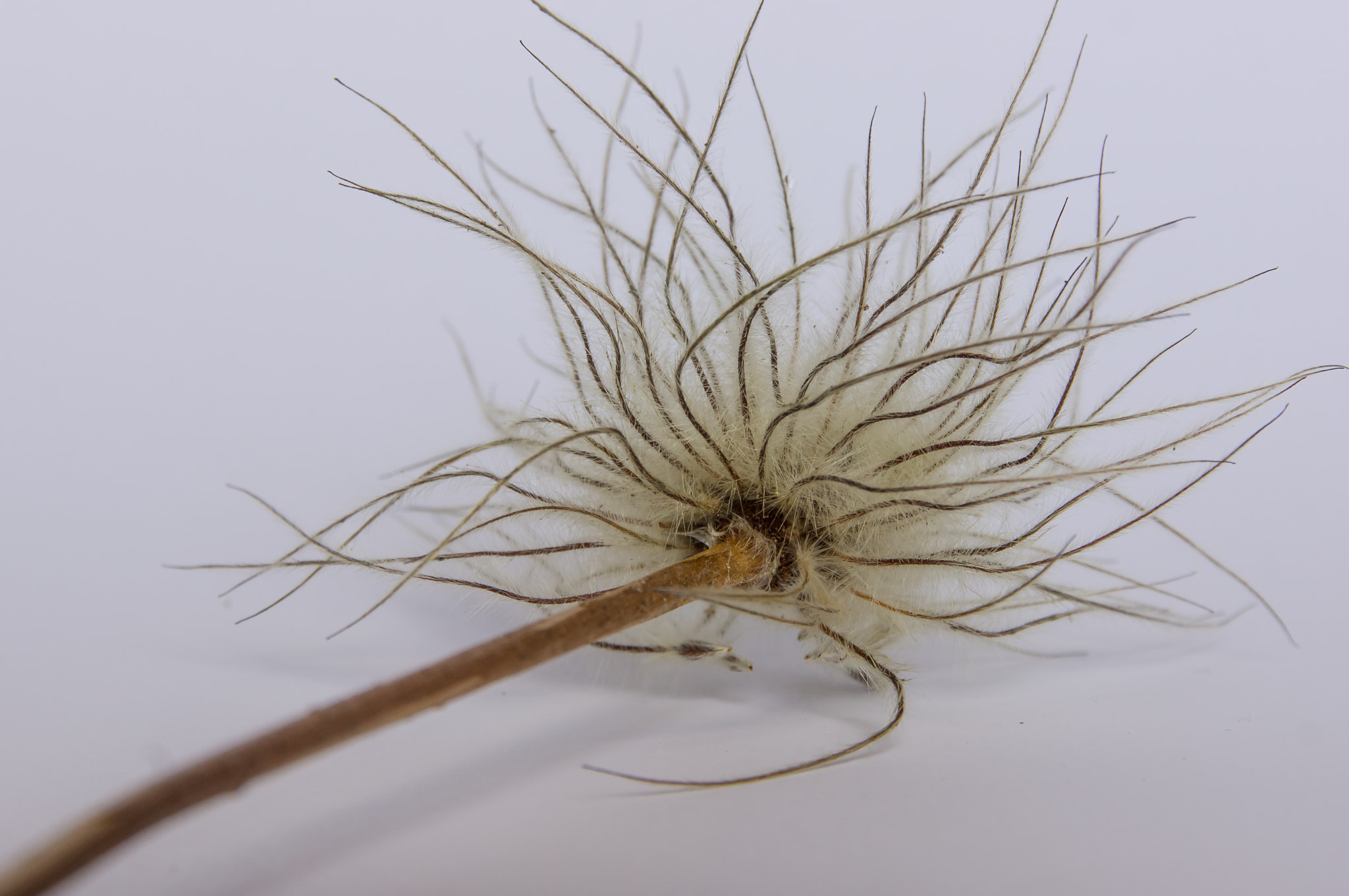 Sigma 17-70mm F2.8-4 DC Macro HSM sample photo. Withered flower photography