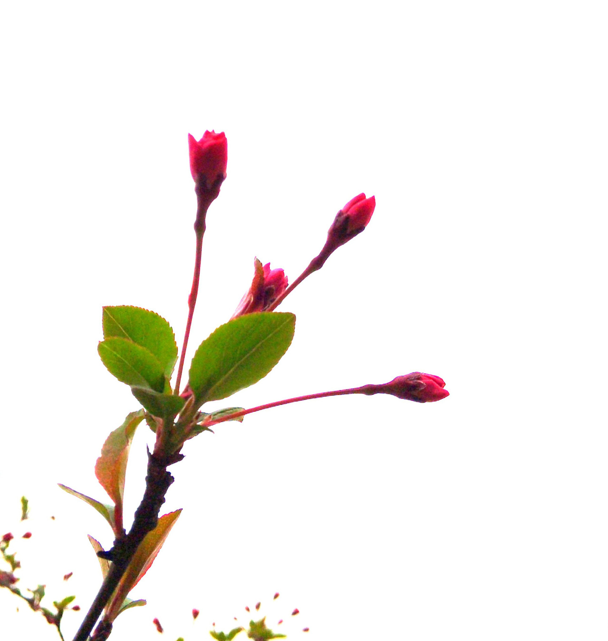 Xiaomi MI3 sample photo. 小蕾点点红 photography