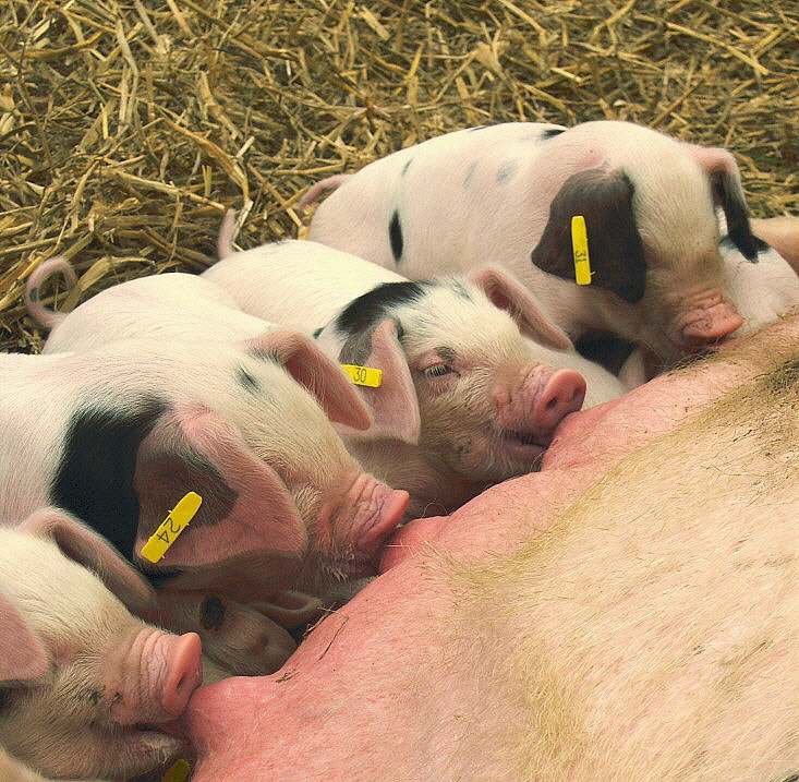 HP PHOTOSMART R927  (V01.00) sample photo. Suckling piglets photography