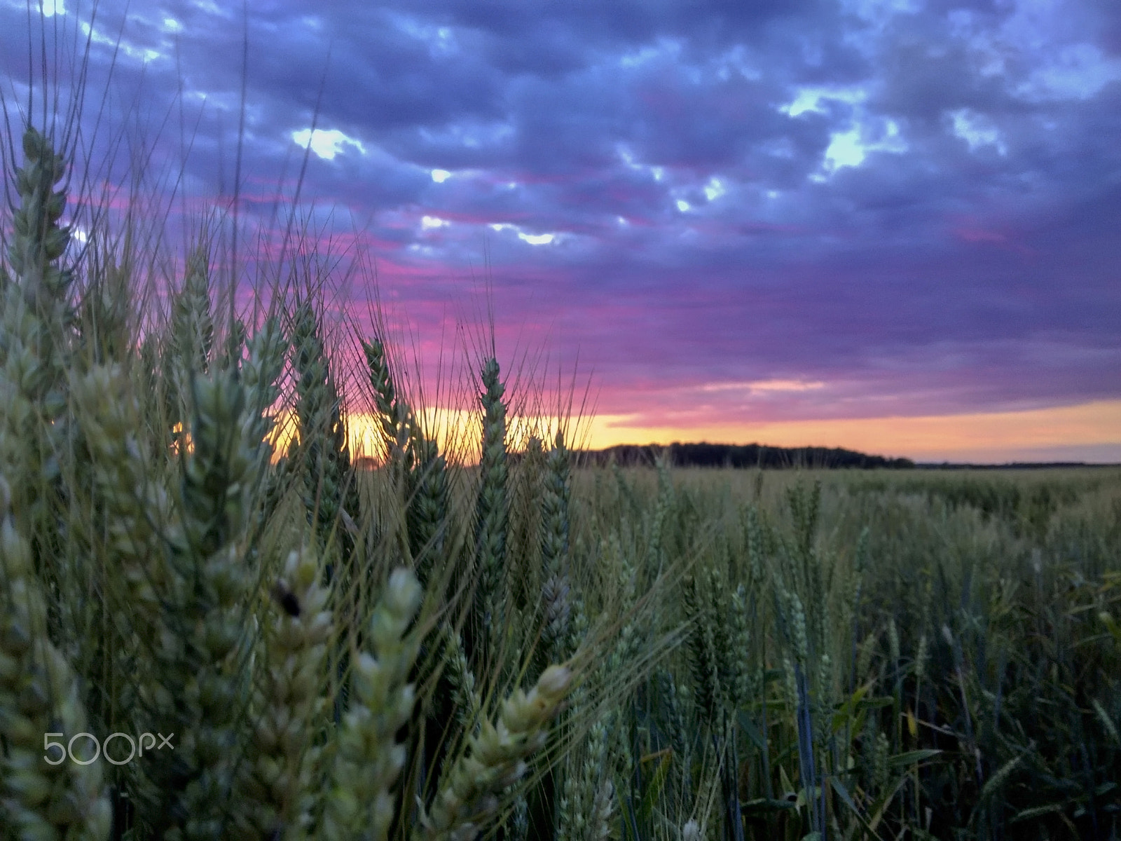 Xiaomi HM 1SC sample photo. Wheat photography
