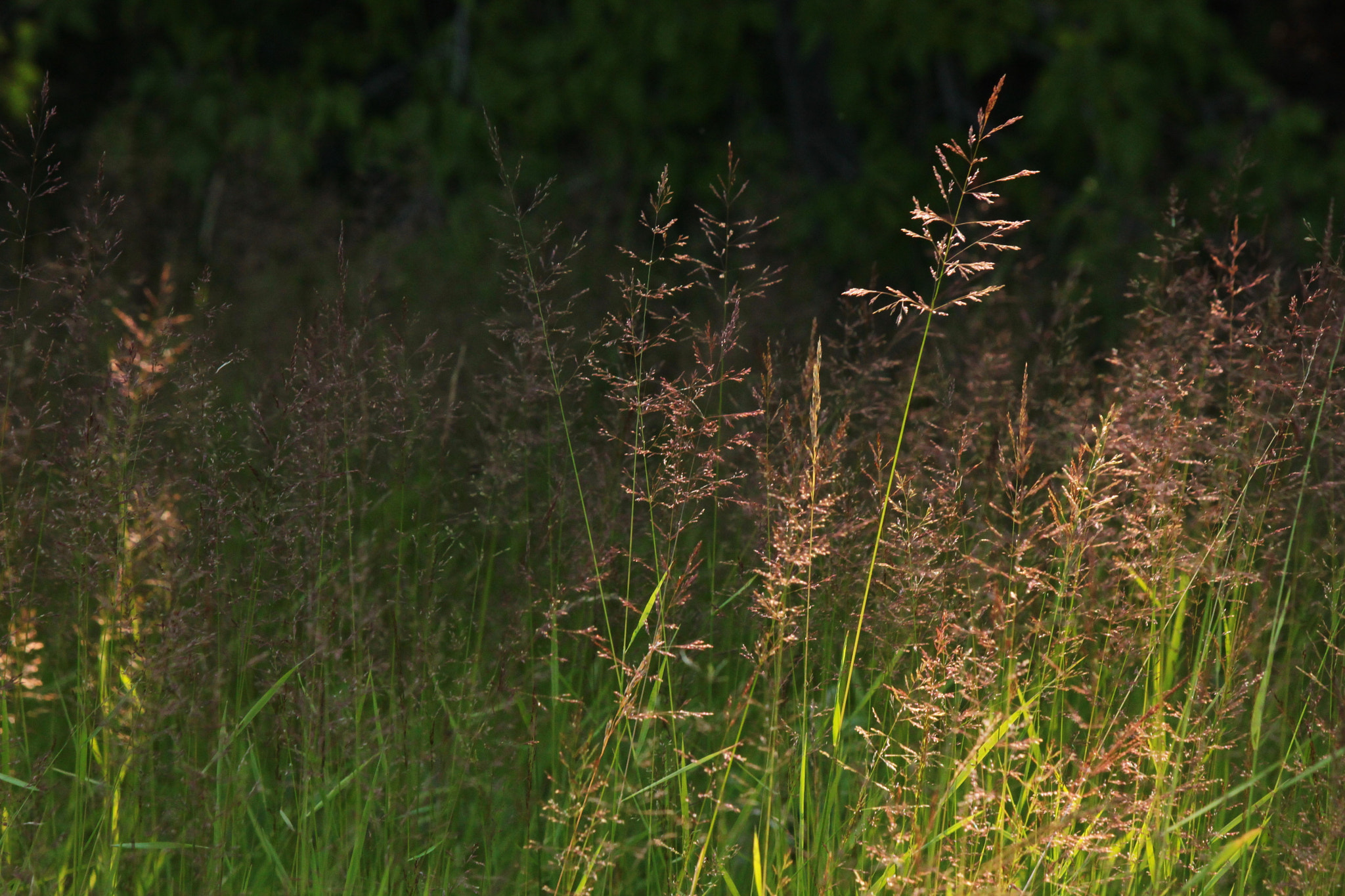 Canon EF-S 55-250mm F4-5.6 IS II sample photo. Grasses in morning light photography