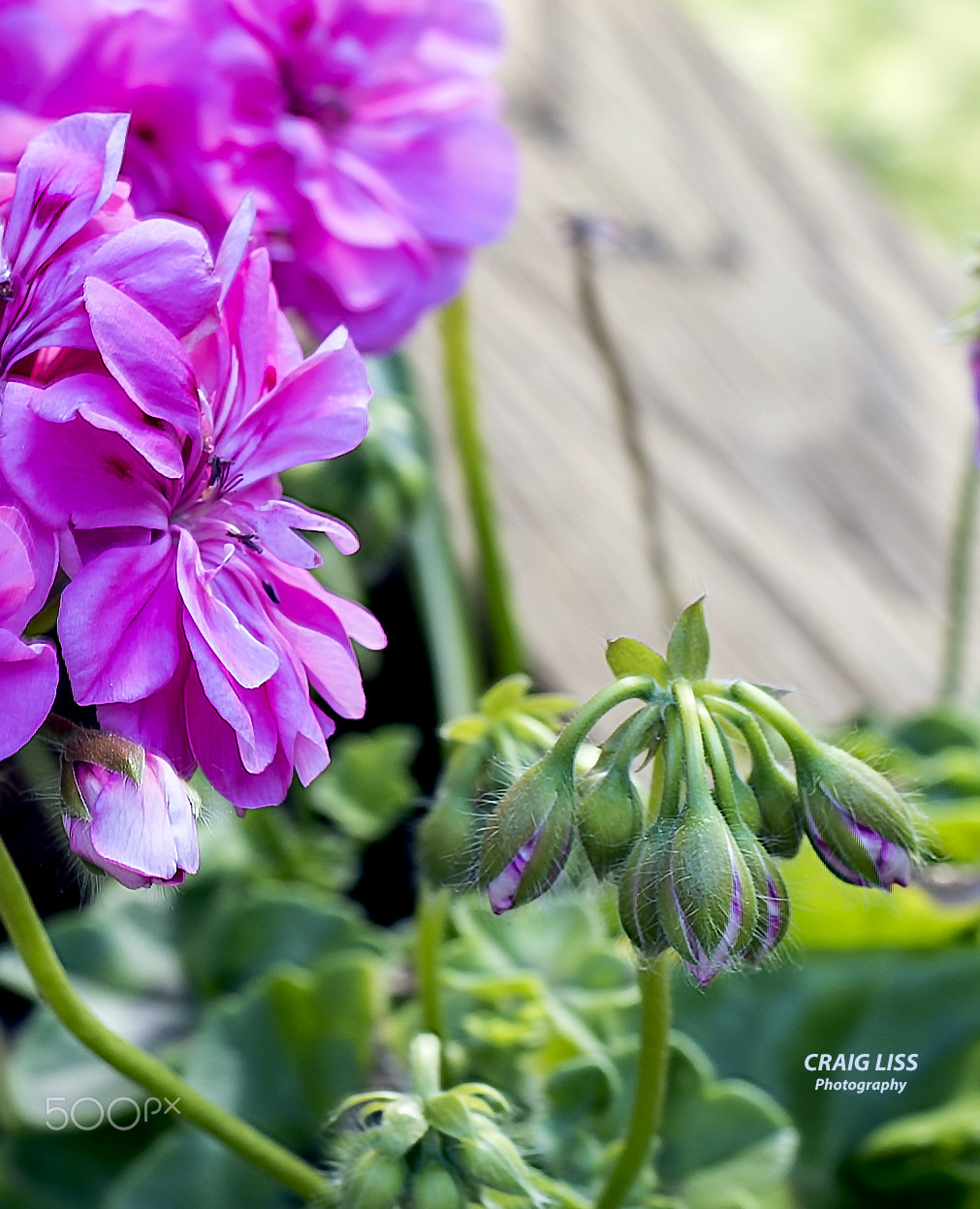 ZEISS Planar T* 50mm F1.4 sample photo. Spring time flowers and buds photography