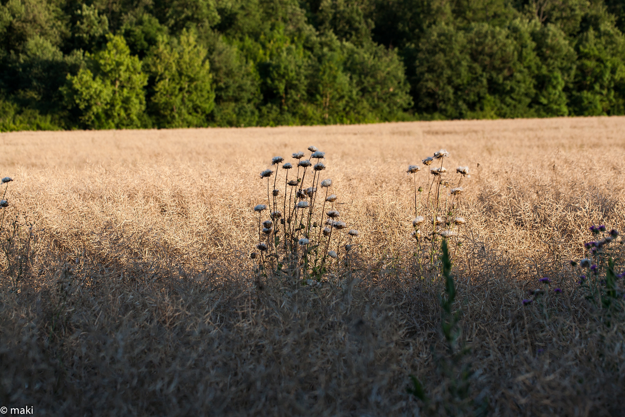 Canon EOS 5D + Canon EF 100mm F2.8L Macro IS USM sample photo. 179.jpg photography