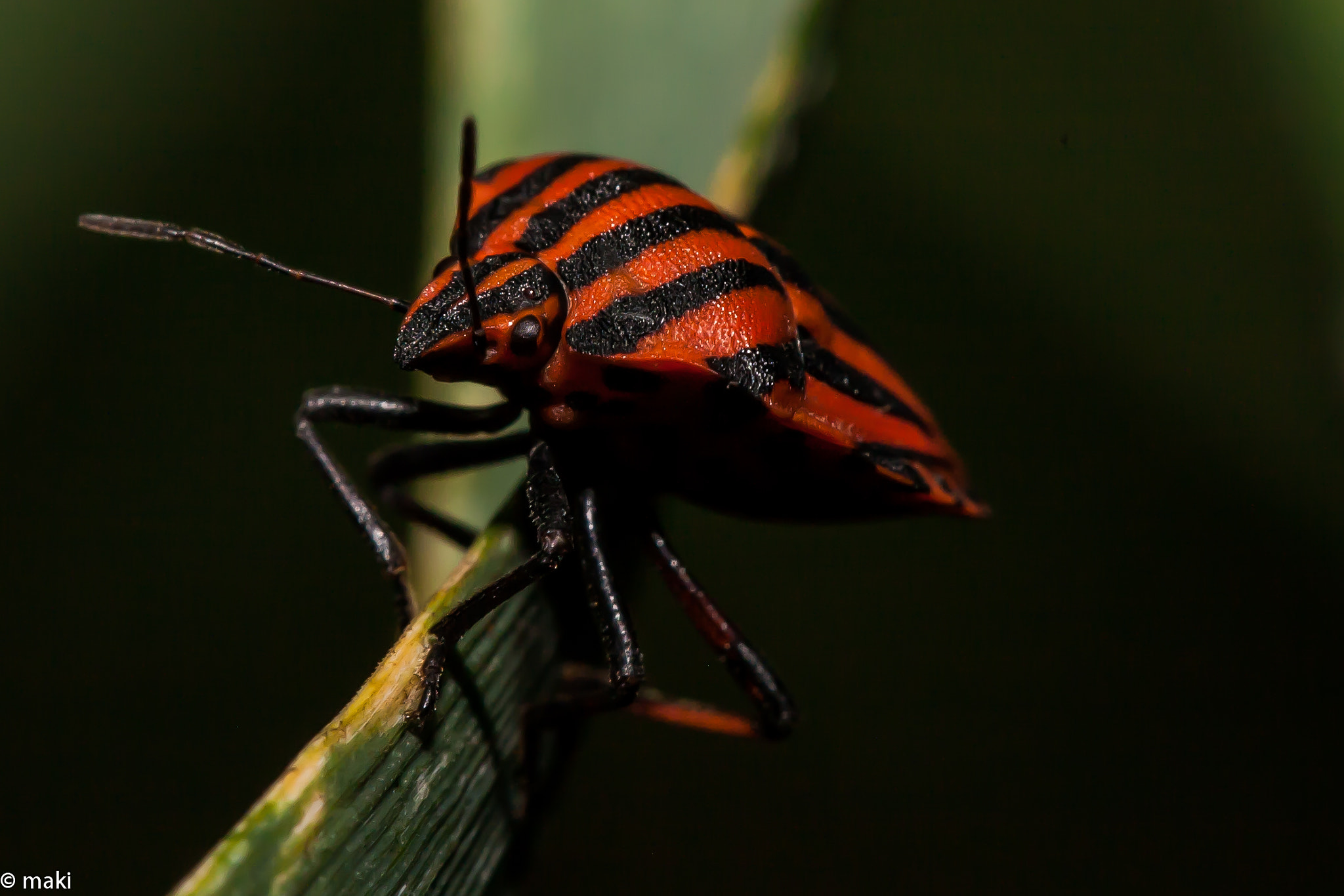 Canon EOS 5D + Canon EF 100mm F2.8L Macro IS USM sample photo. 186.jpg photography