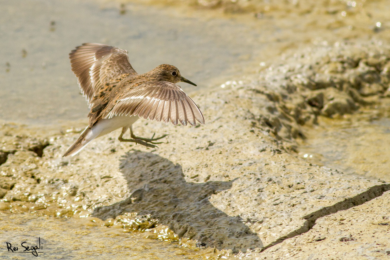 Canon EOS 7D + Canon EF 400mm F5.6L USM sample photo. Temminck's stint photography