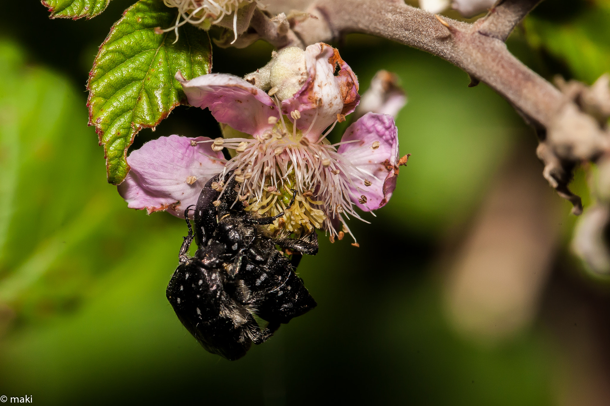 Canon EOS 5D + Canon EF 100mm F2.8L Macro IS USM sample photo. 204.jpg photography