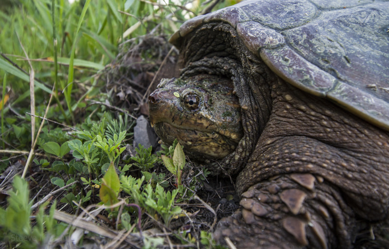 Canon EOS 7D + Canon EF-S 10-18mm F4.5–5.6 IS STM sample photo. Snapping turtle photography