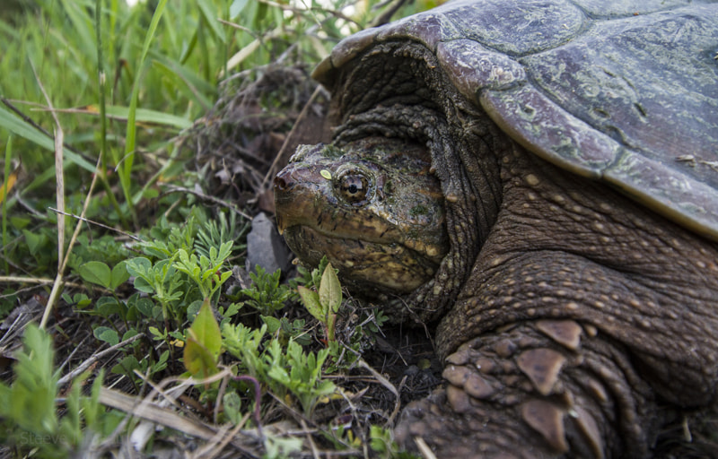 Canon EF-S 10-18mm F4.5–5.6 IS STM sample photo. Snapping turtle photography