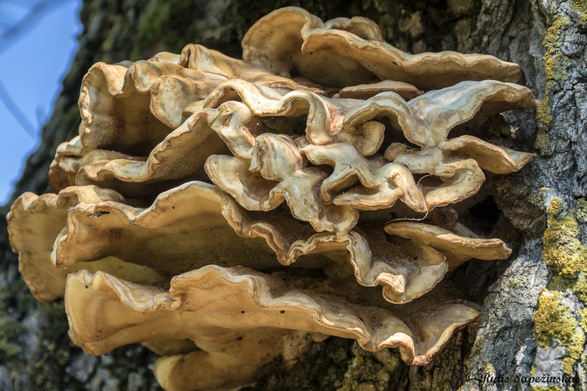 Sony DT 18-200mm F3.5-6.3 sample photo. Laetiporus photography