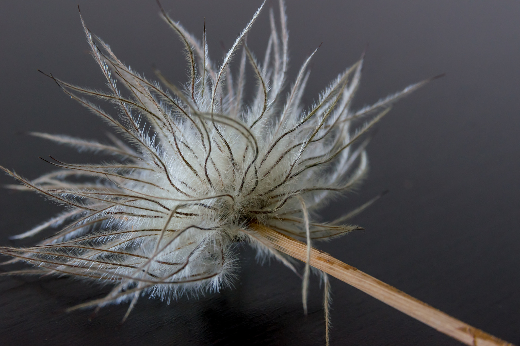 Sony SLT-A55 (SLT-A55V) + Sigma 17-70mm F2.8-4 DC Macro HSM sample photo. Withered flower ii photography