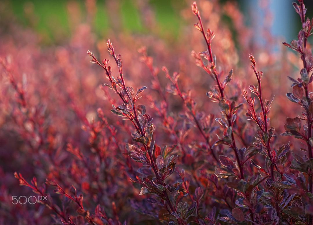 Canon EF 75-300mm f/4-5.6 USM sample photo. Orange photography