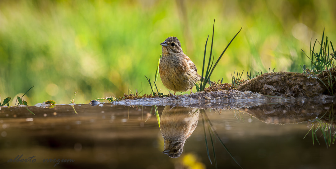 Nikon AF-S Nikkor 200-500mm F5.6E ED VR sample photo. Emberiza cirlus female photography