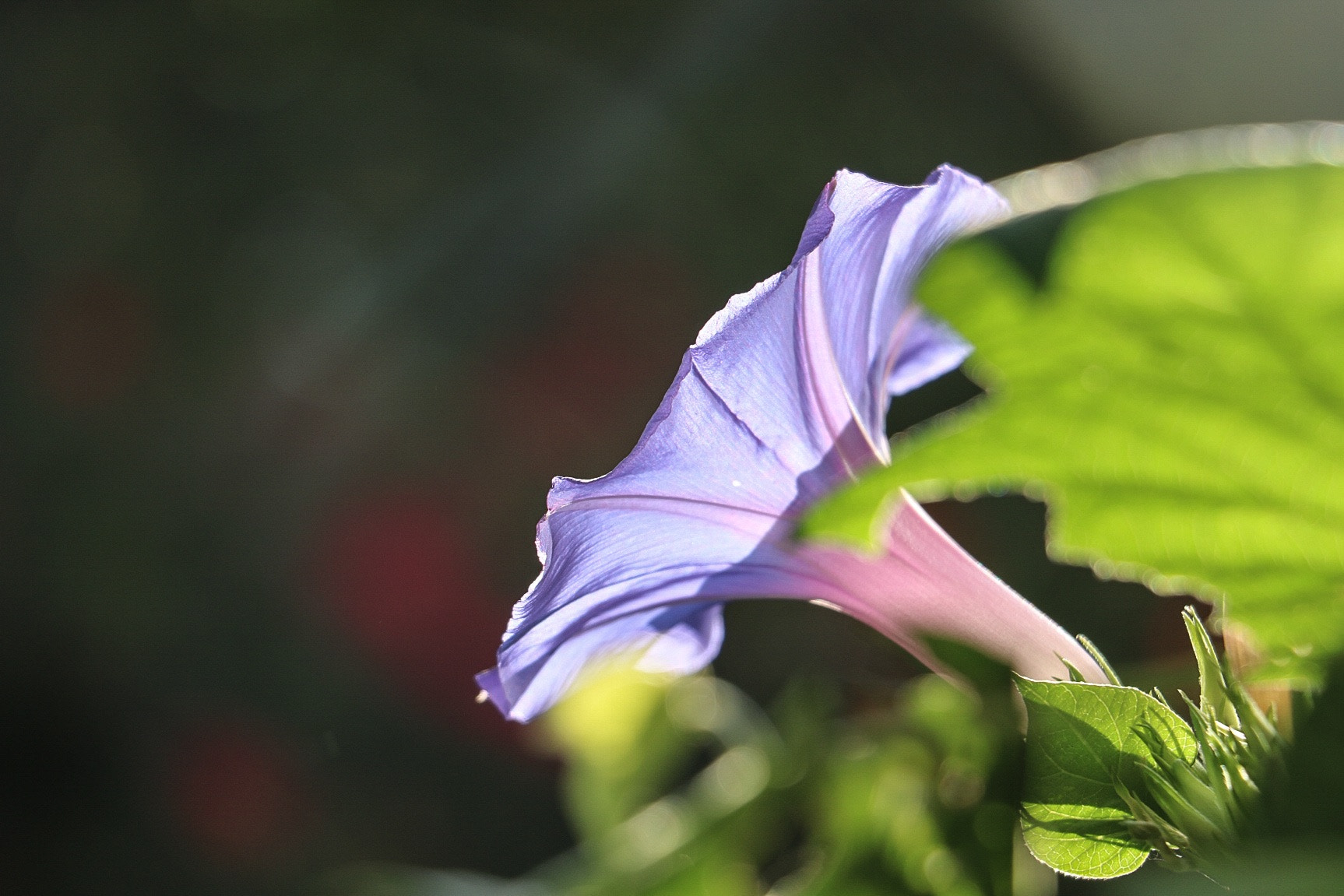 Canon EOS 760D (EOS Rebel T6s / EOS 8000D) sample photo. Morning glory photography