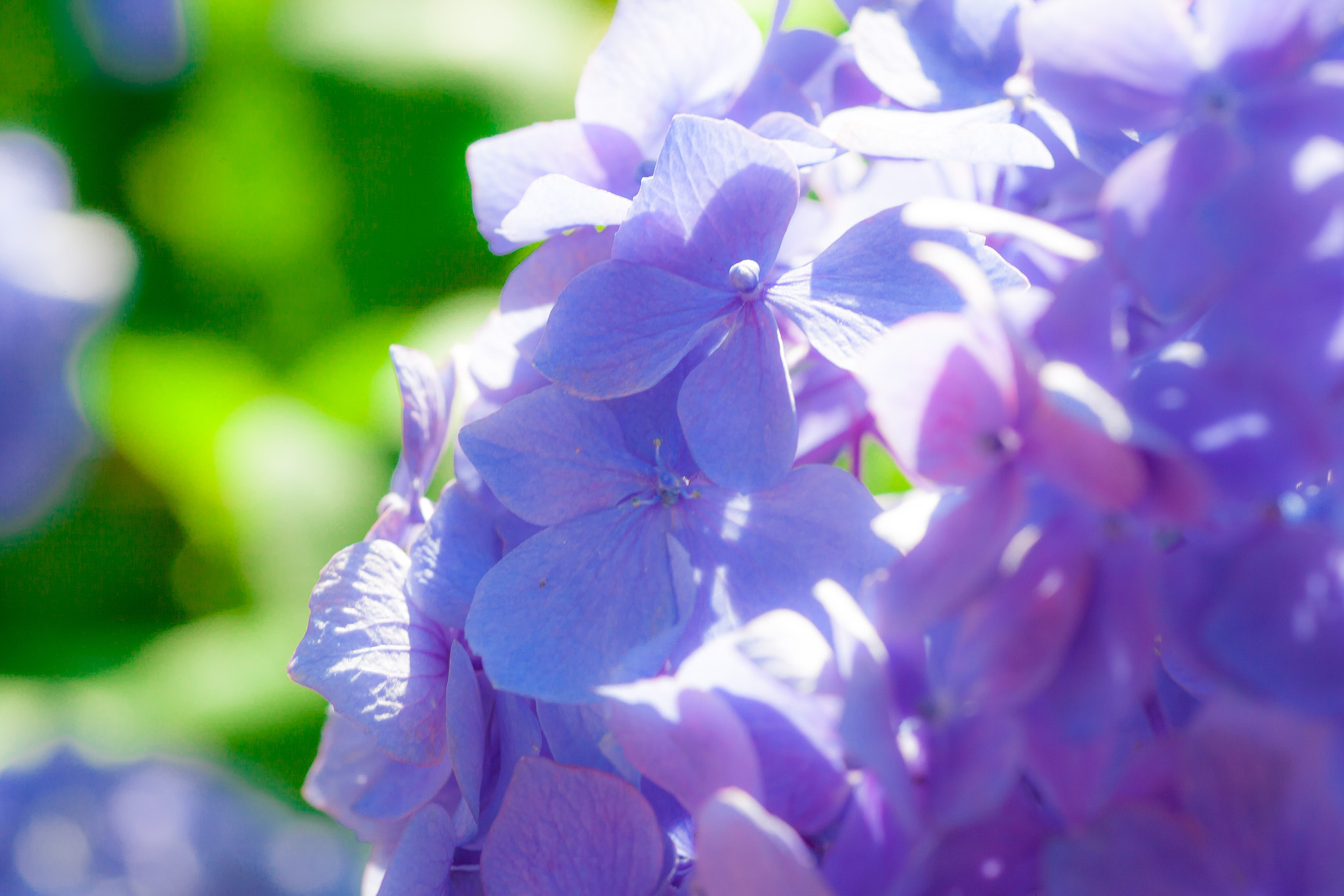 Canon EOS 5D Mark II + Tamron SP AF 90mm F2.8 Di Macro sample photo. Hydrangea in kyoto photography