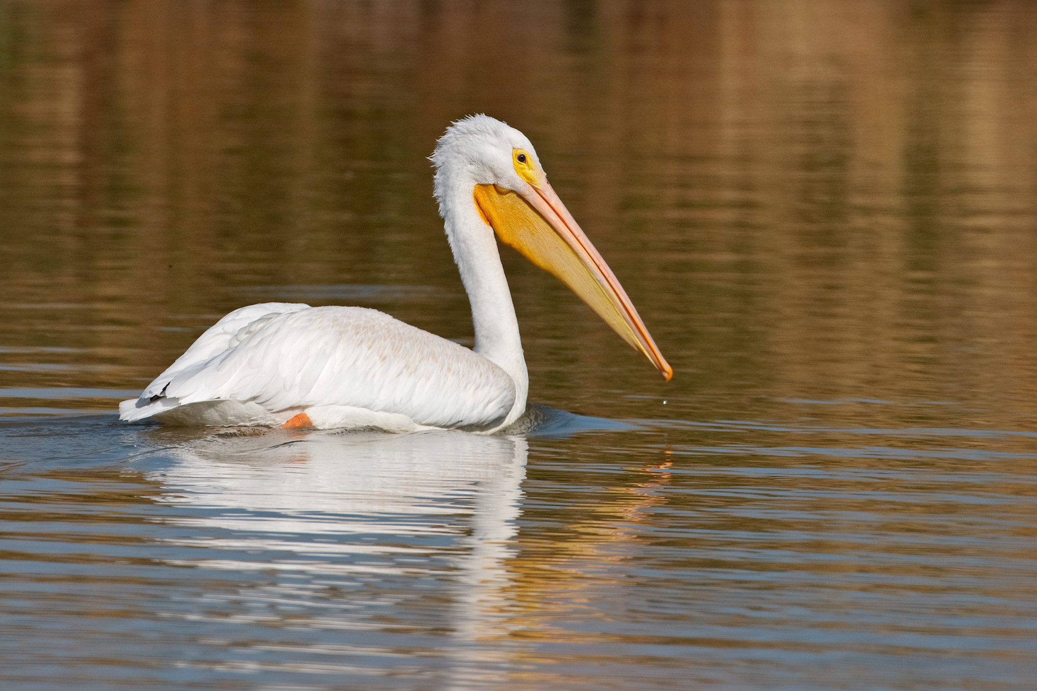 Canon EF 500mm F4L IS USM sample photo. White pelican photography